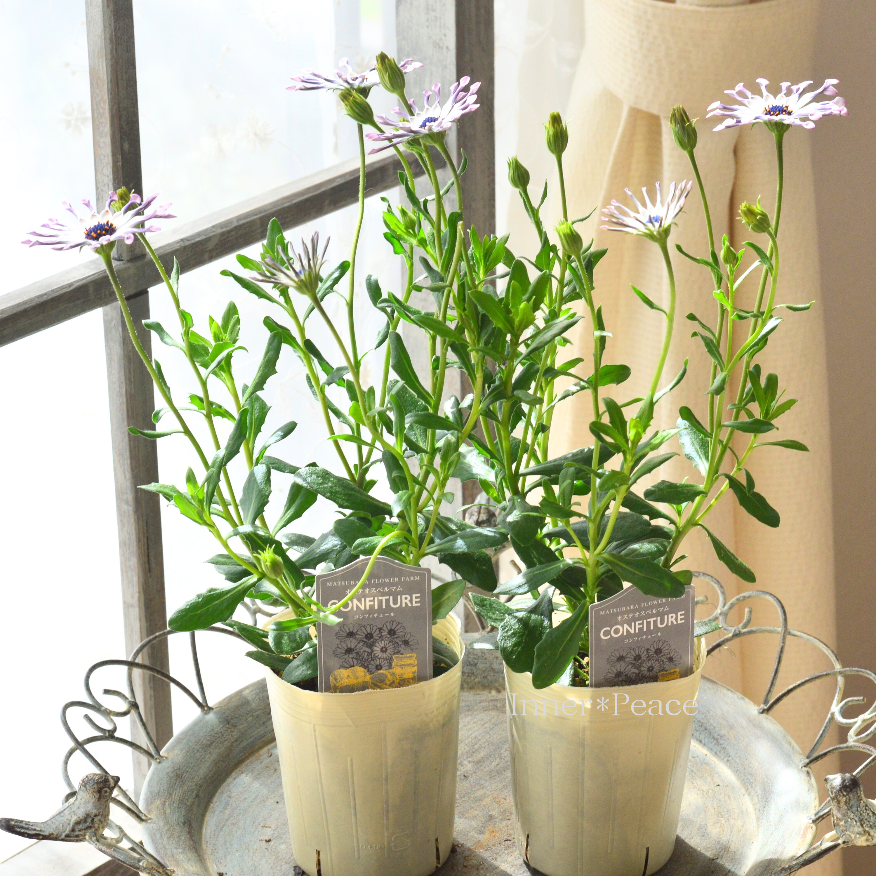 【マツバラフラワーファームさん】 オステオスペルマム 『コンフィチュール・キューイdeベリー』 3寸ロングPOT