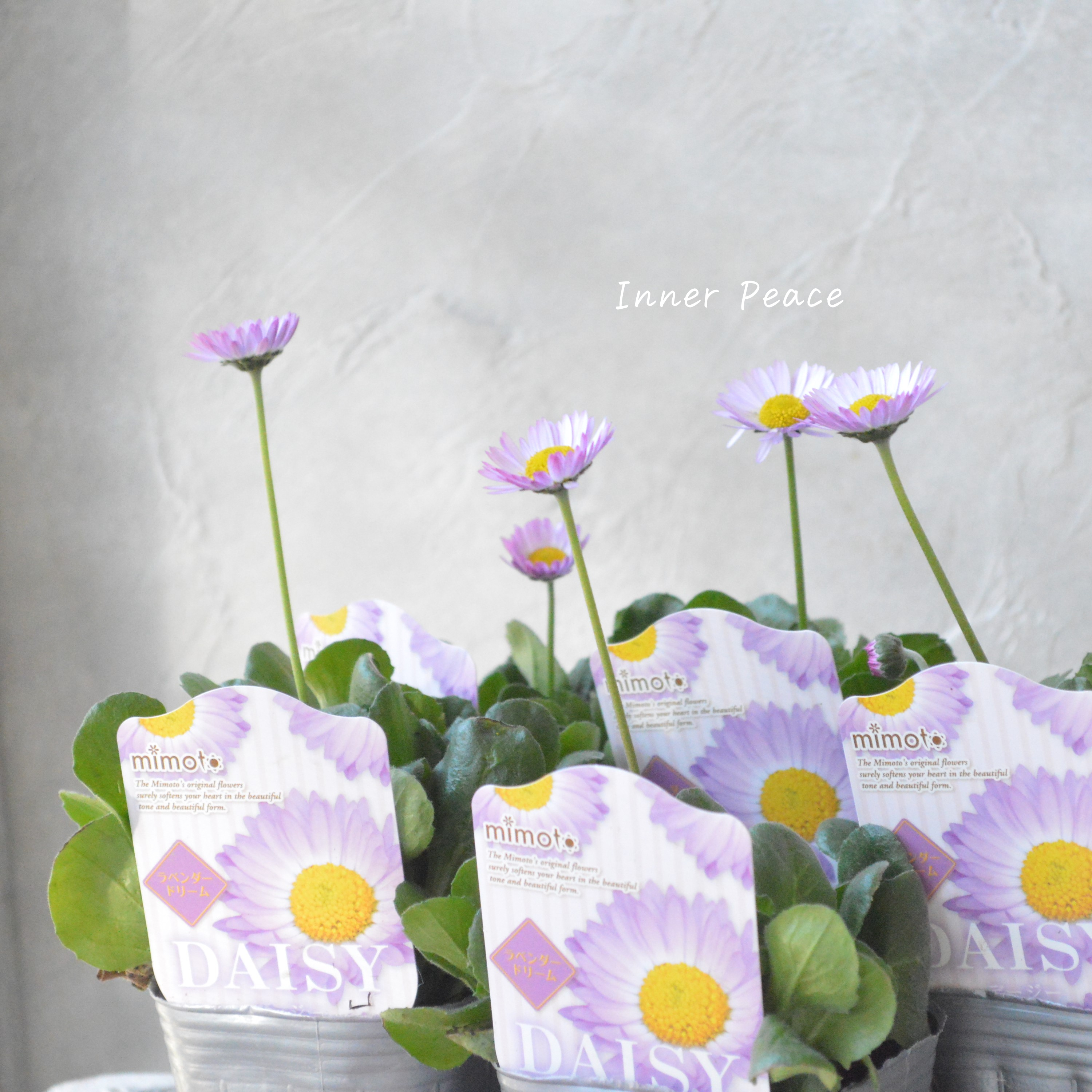 【見元園芸さん】 デージー 『ラベンダードリーム』 3寸POT