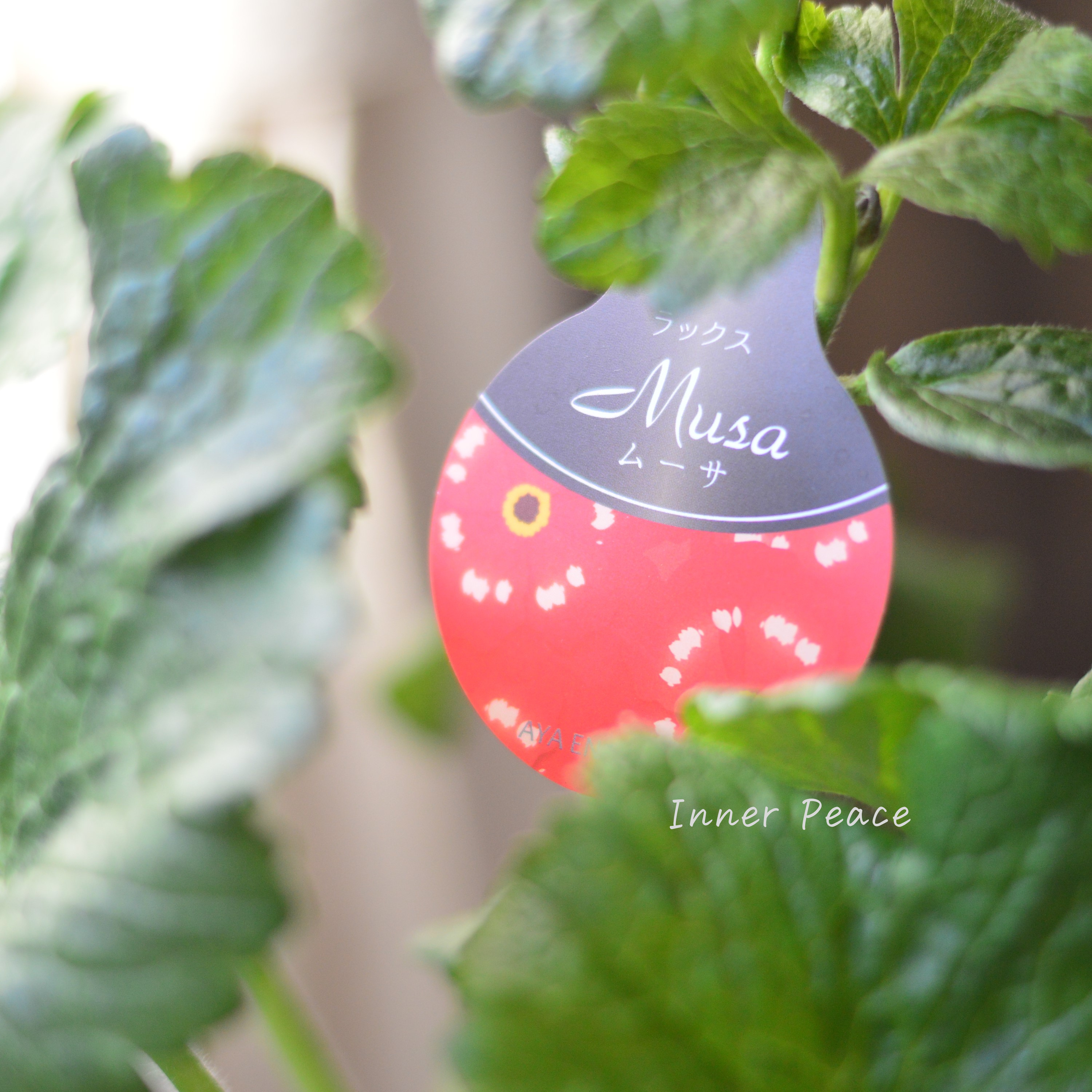 【美しい】 ラナンキュラス・ラックス 『ムーサ』 3.5寸ロングPOT