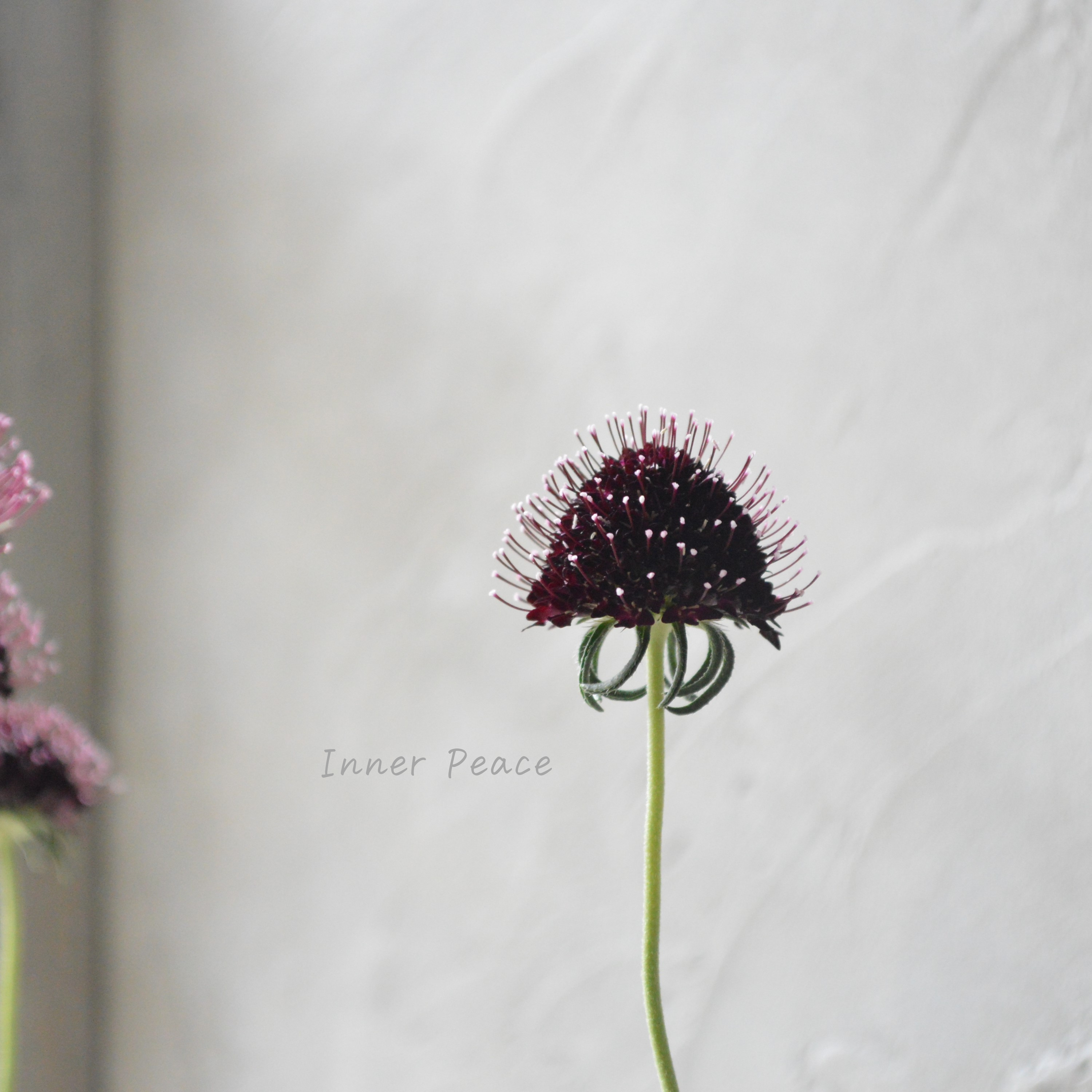 【シック】 スカビオサ 『チリブラック』 3寸ロングPOT