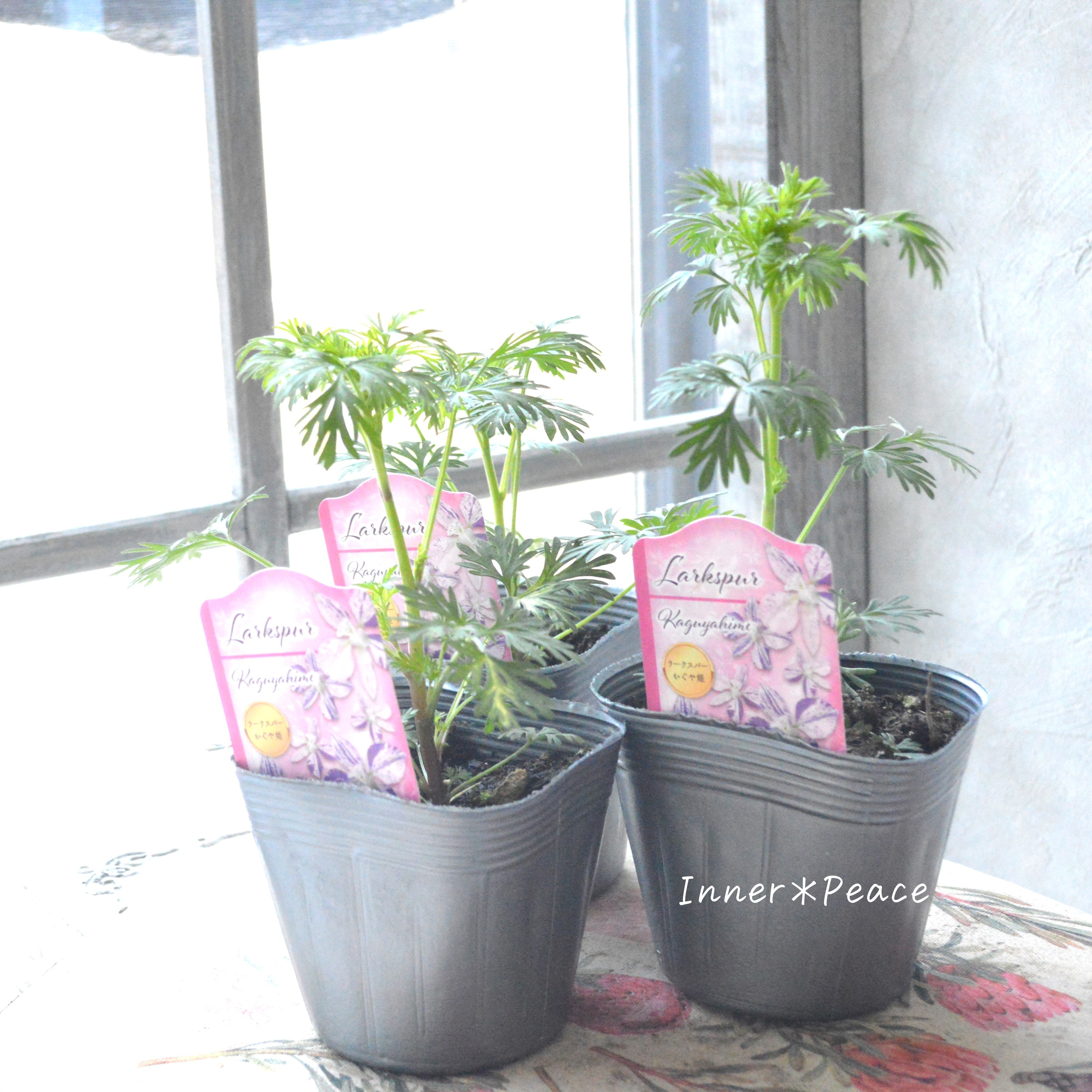 【希少】 見元園芸さん ラークスパー 『かぐや姫』 3.5寸POT