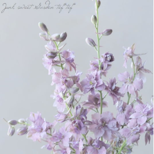 【人気】 ラークスパー 『アールグレイ』 3寸POT