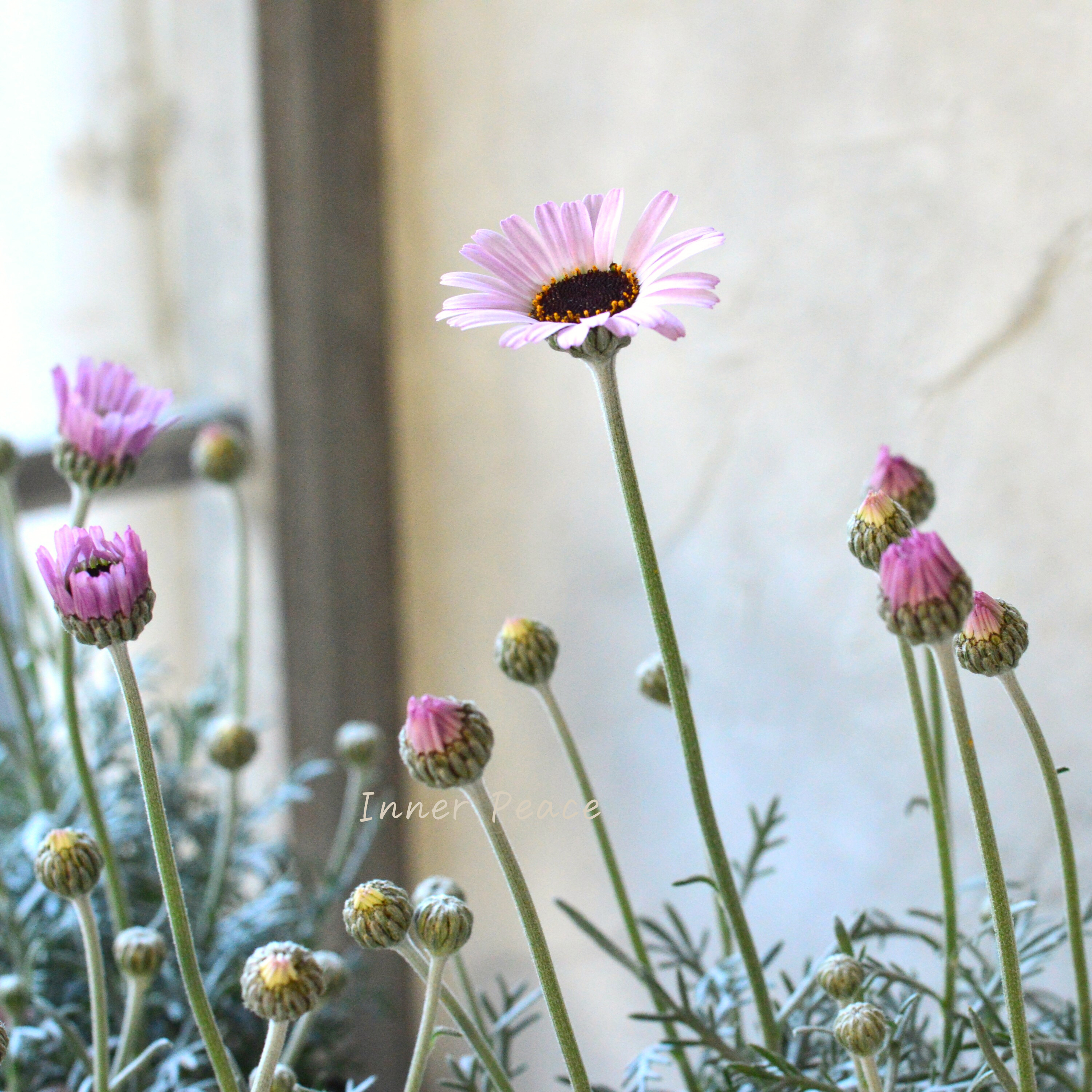 【大人かわいい】 ローダンセマム 『エルフピンク』 3.5寸ロングPOT