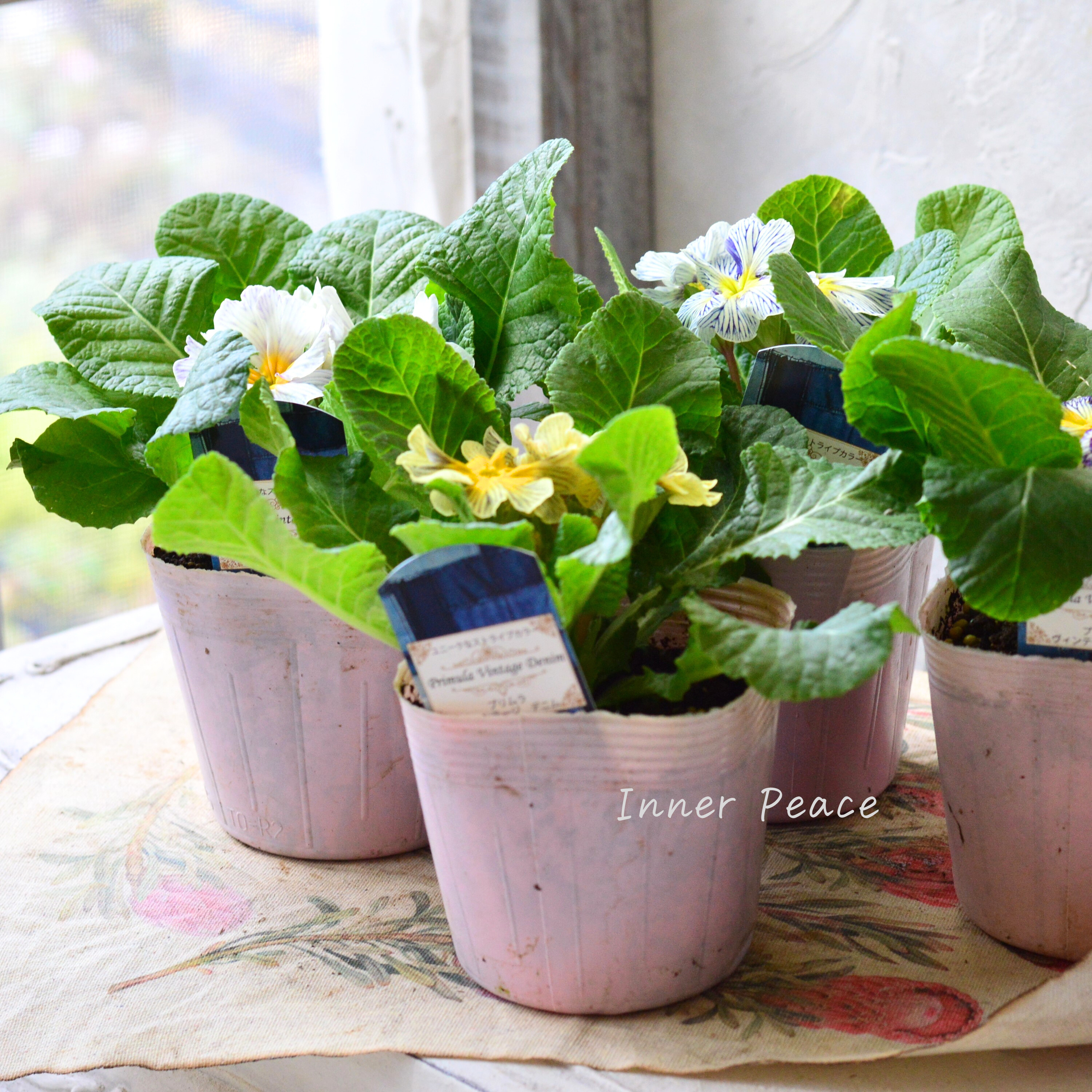 【個性的】 プリムラ 『ヴィンテージデニム』 3寸POT