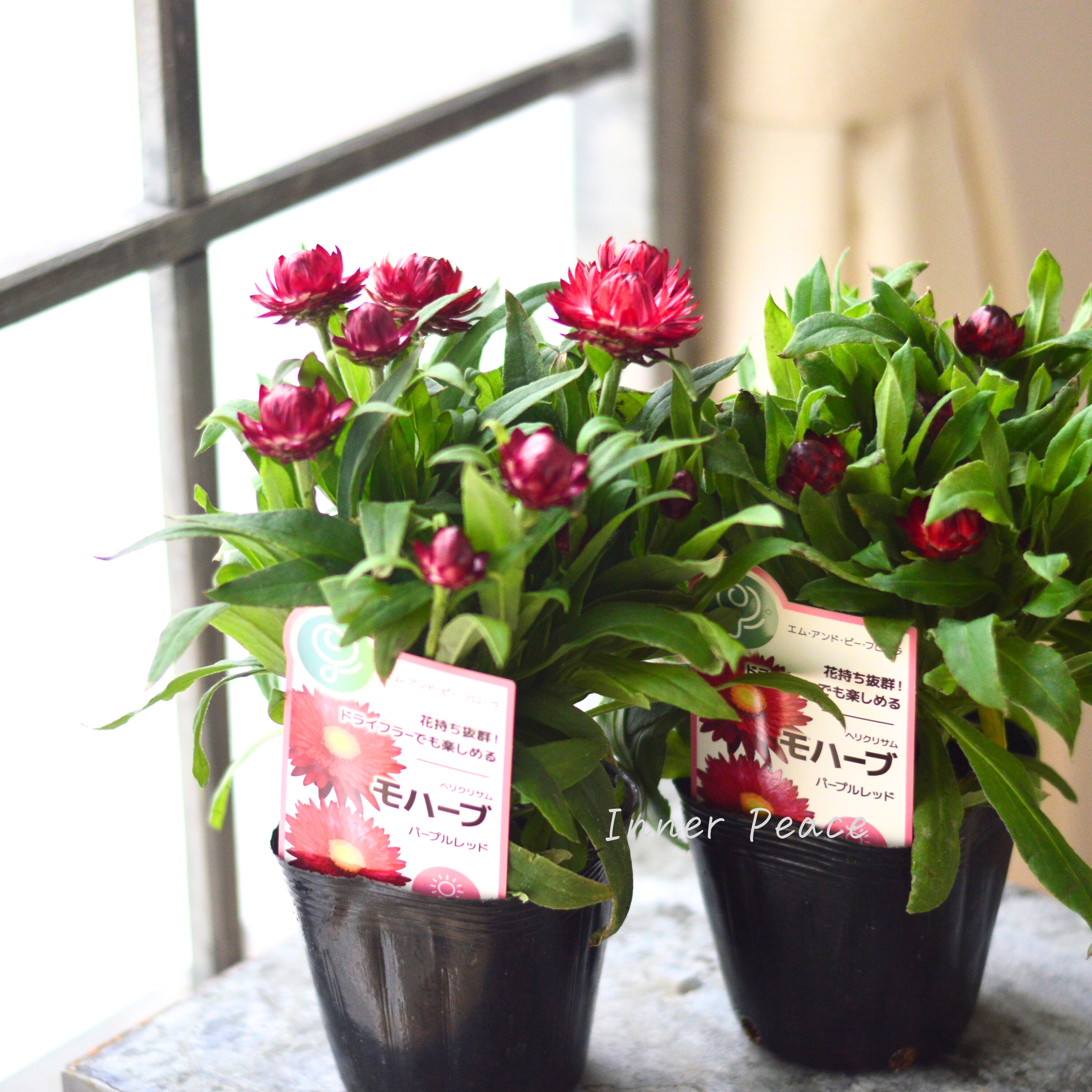 【ユニーク】 ブラクテアンサ(ヘリクリサム) 『モハベ・パープルレッド』 3.5寸POT