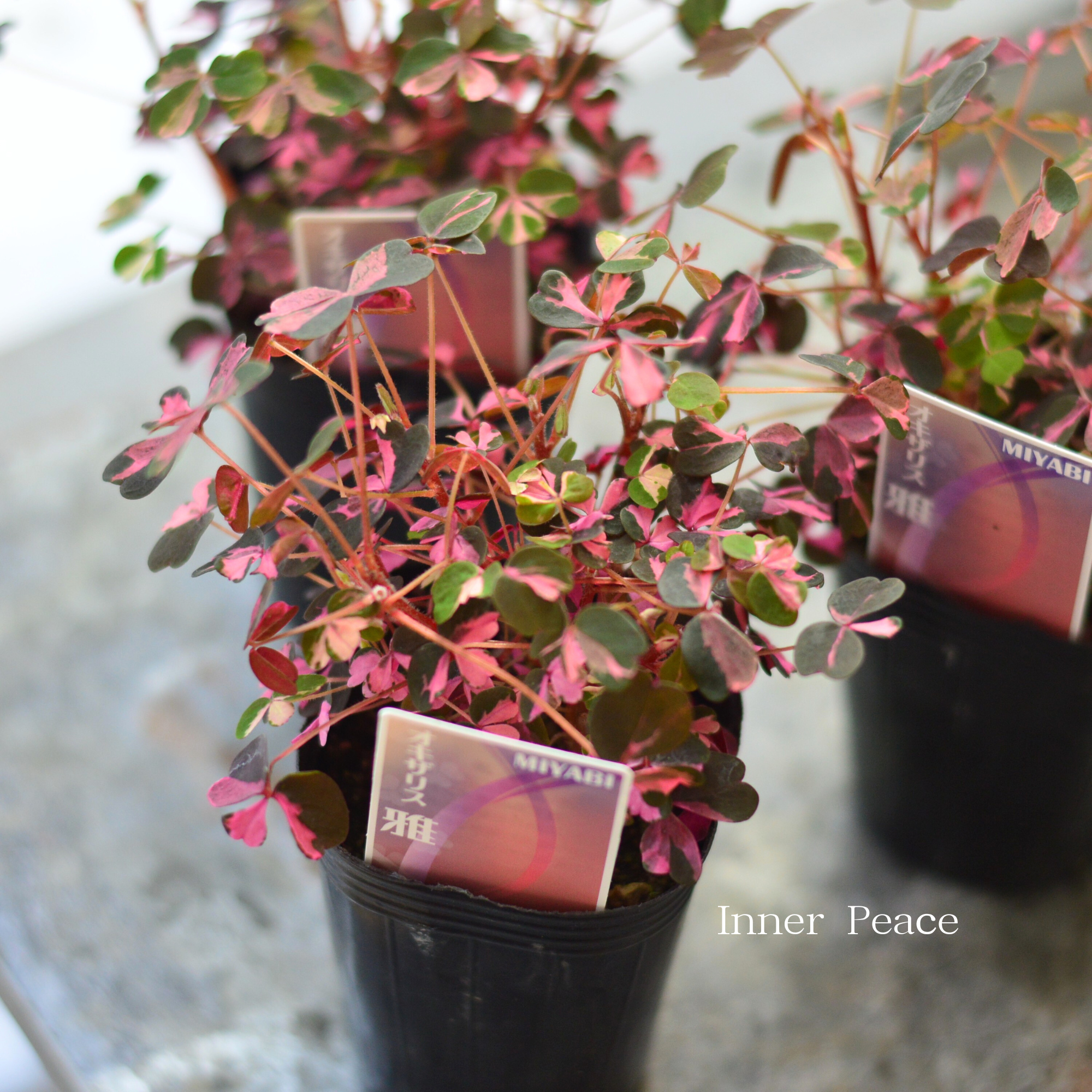 【美しい】 オキザリス 『雅~みやび~』 2.5寸ロングPOT