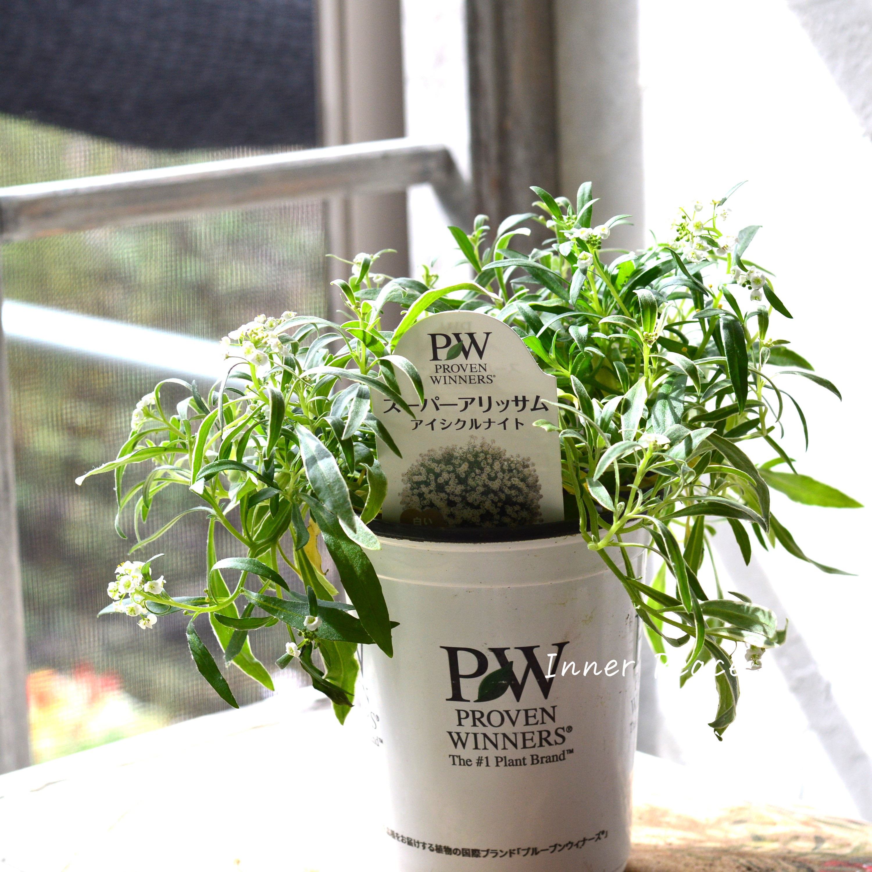 【PWさん】 2024New! スーパーアリッサム 『アイシクルナイト』 3.5寸硬質POT