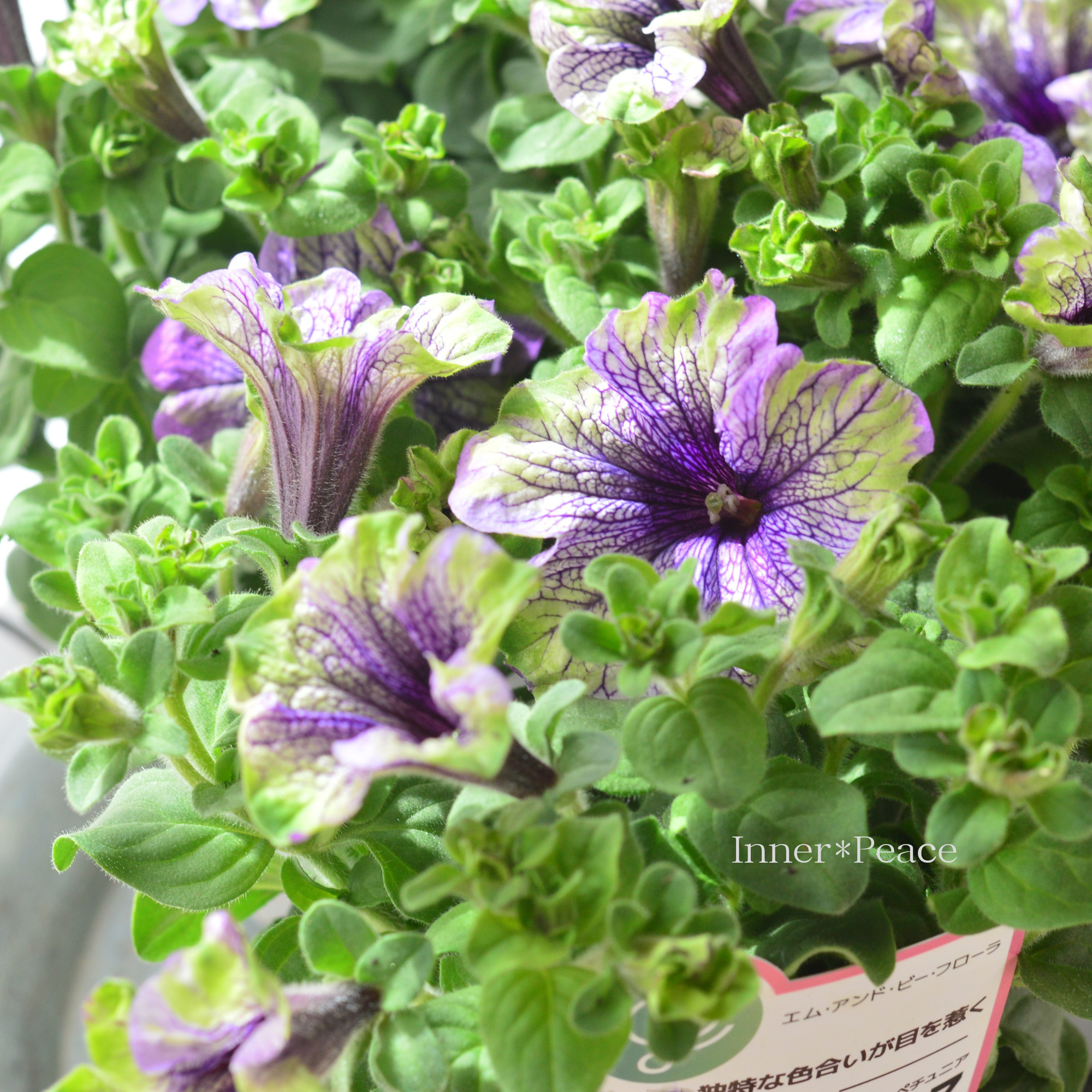 【個性的】 ペチュニア 『アマゾナス・プラムコカトゥー』 4寸POT