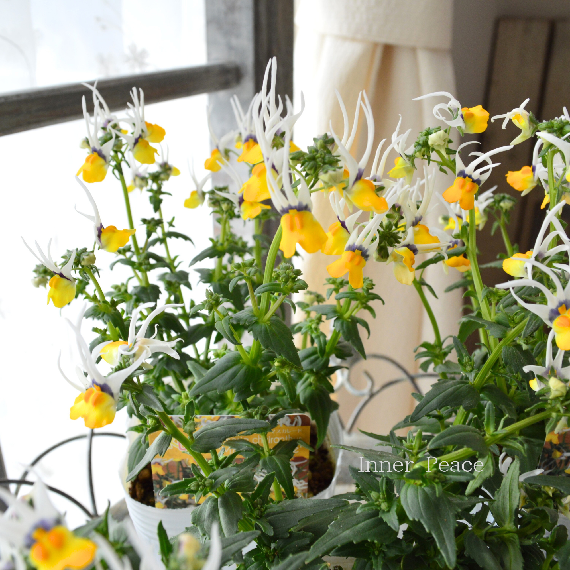 【個性的】 ネメシア 『マスカレード』 3寸ロングPOT