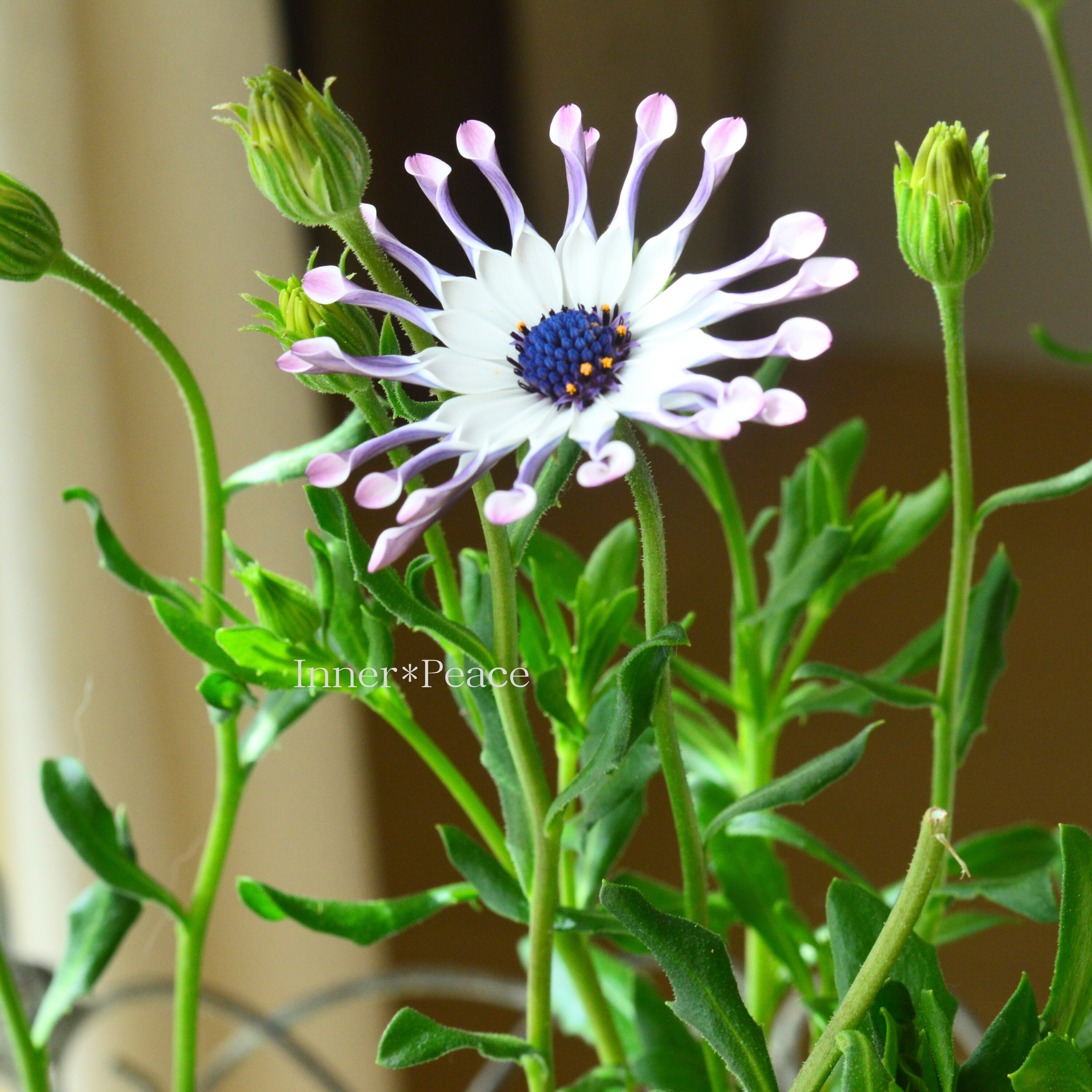 【マツバラフラワーファームさん】 オステオスペルマム 『コンフィチュール・キューイdeベリー』 3寸ロングPOT