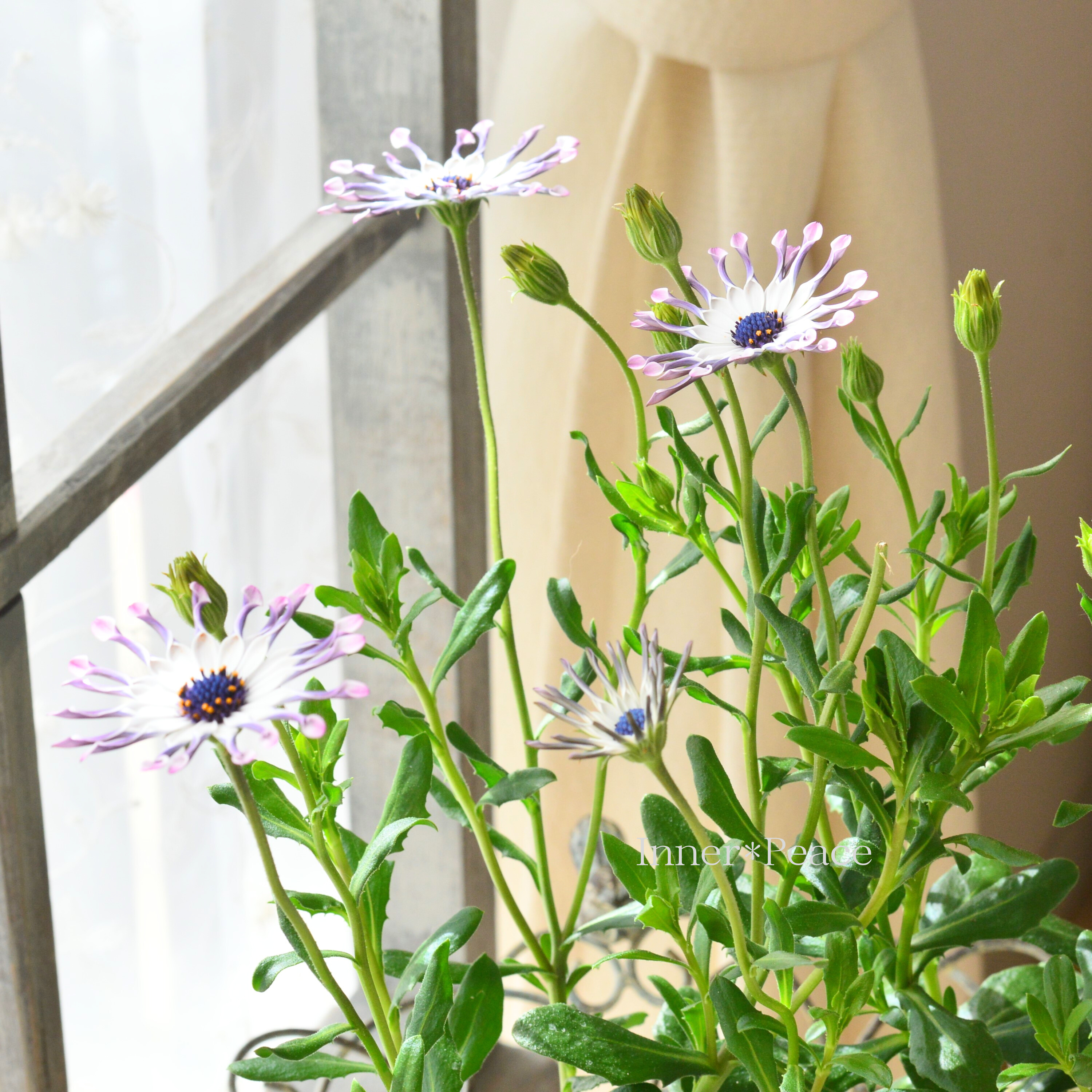 【マツバラフラワーファームさん】 オステオスペルマム 『コンフィチュール・キューイdeベリー』 3寸ロングPOT