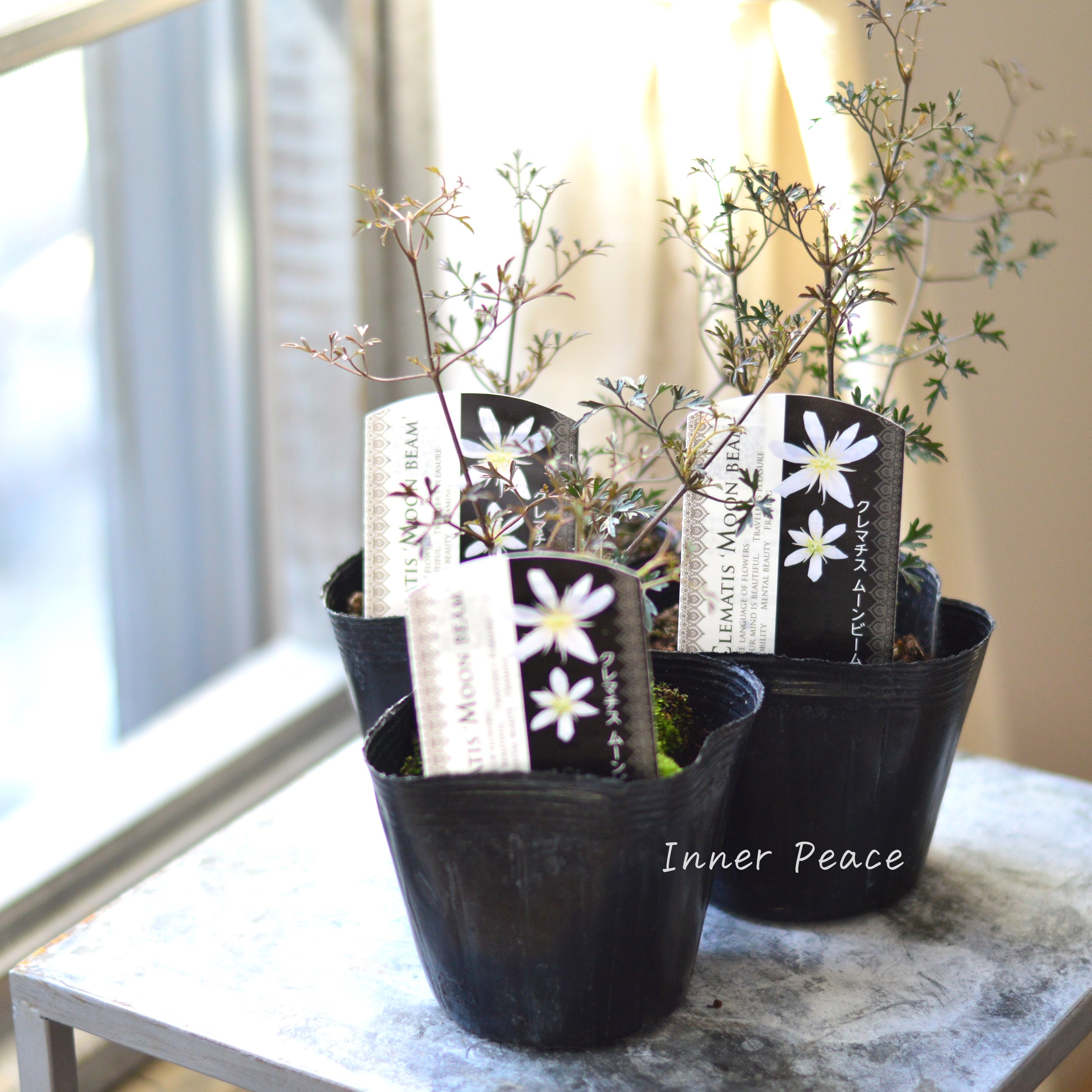 【常緑】 クレマチス 『ムーンビーム』 3寸POT