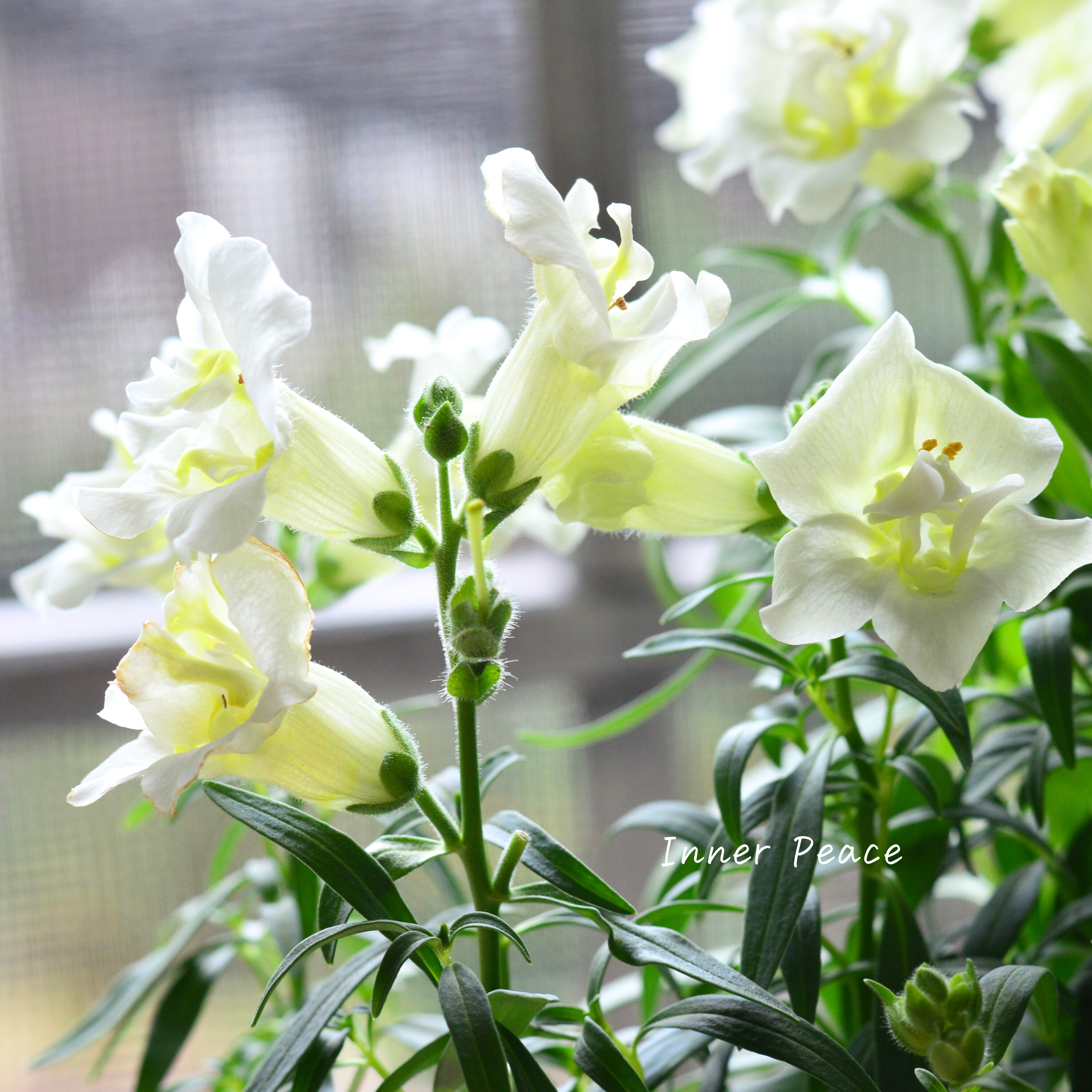 【かわいい】 キンギョソウ・トゥイニー 『ホワイト』 3寸ロングPOT