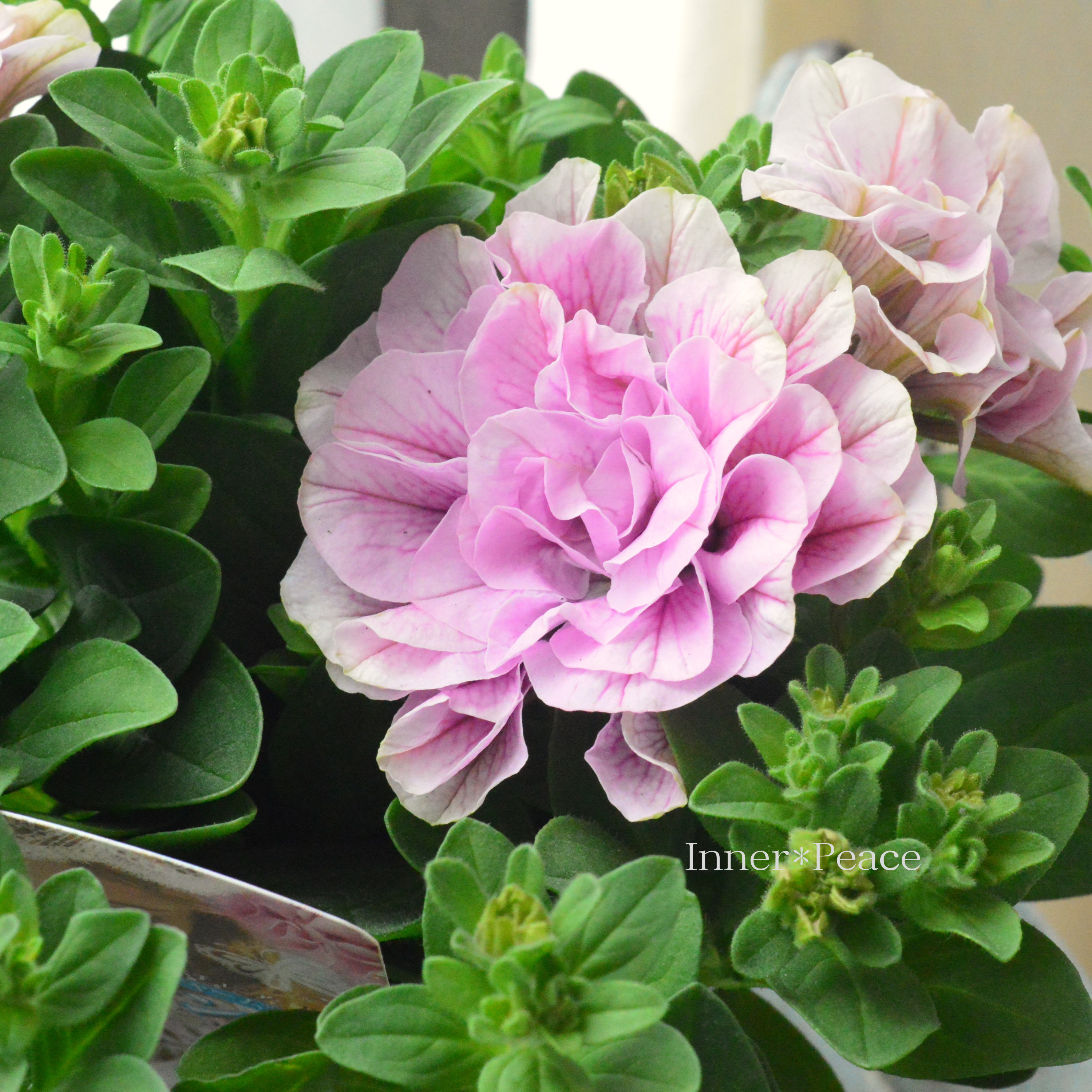 【花日和さんオリジナル】 栄養系ペチュニア 『ベルチャーム・アンナ』 3寸ロング~3.5寸POT