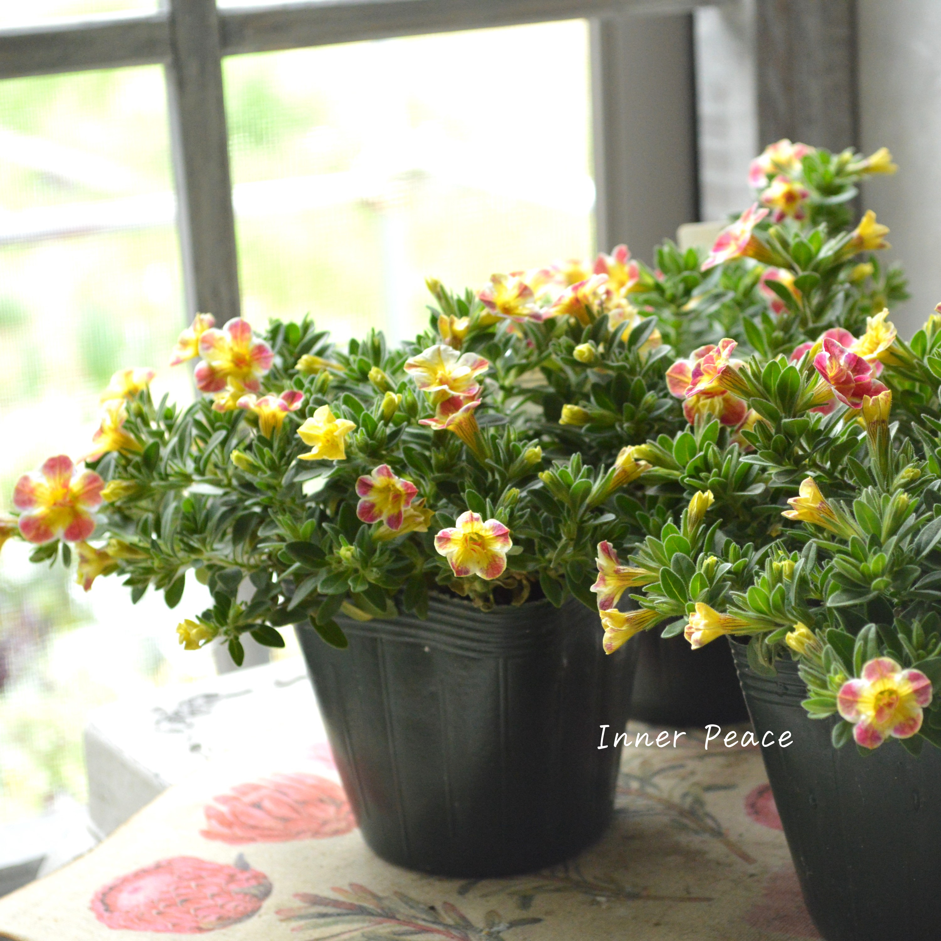 【ゲブラさん】 Sale! カリブラコア 『Emily ~エミリ~』 3.5寸POT