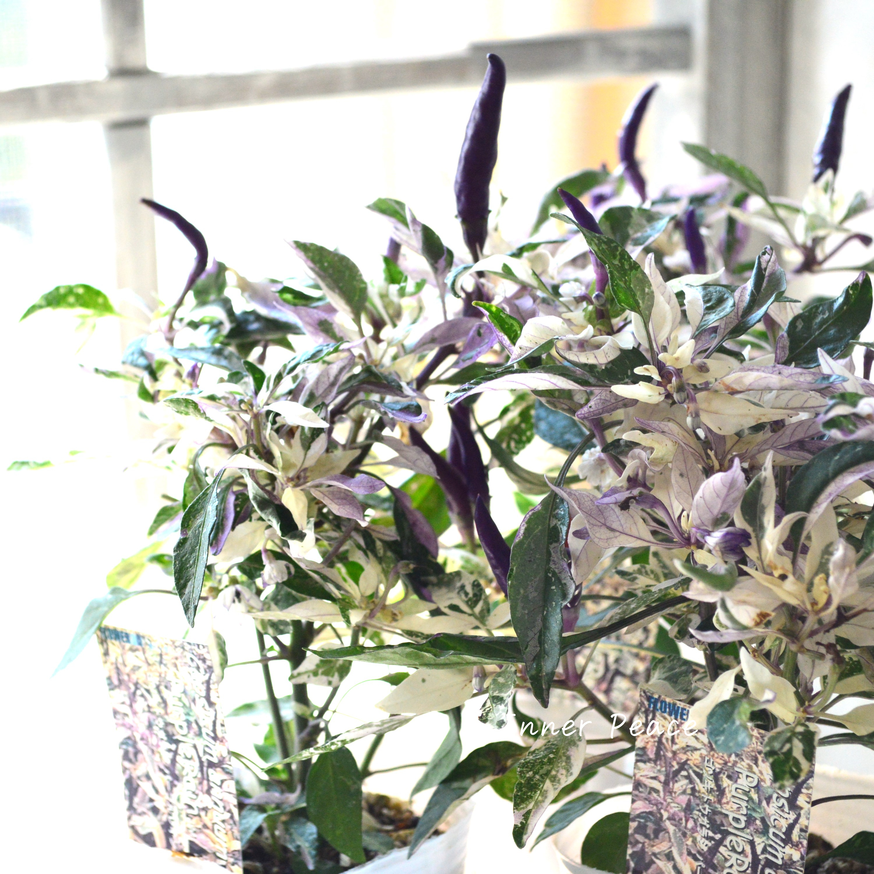 【暑さに強い】 トウガラシ 『パープルレイン』 3寸POT