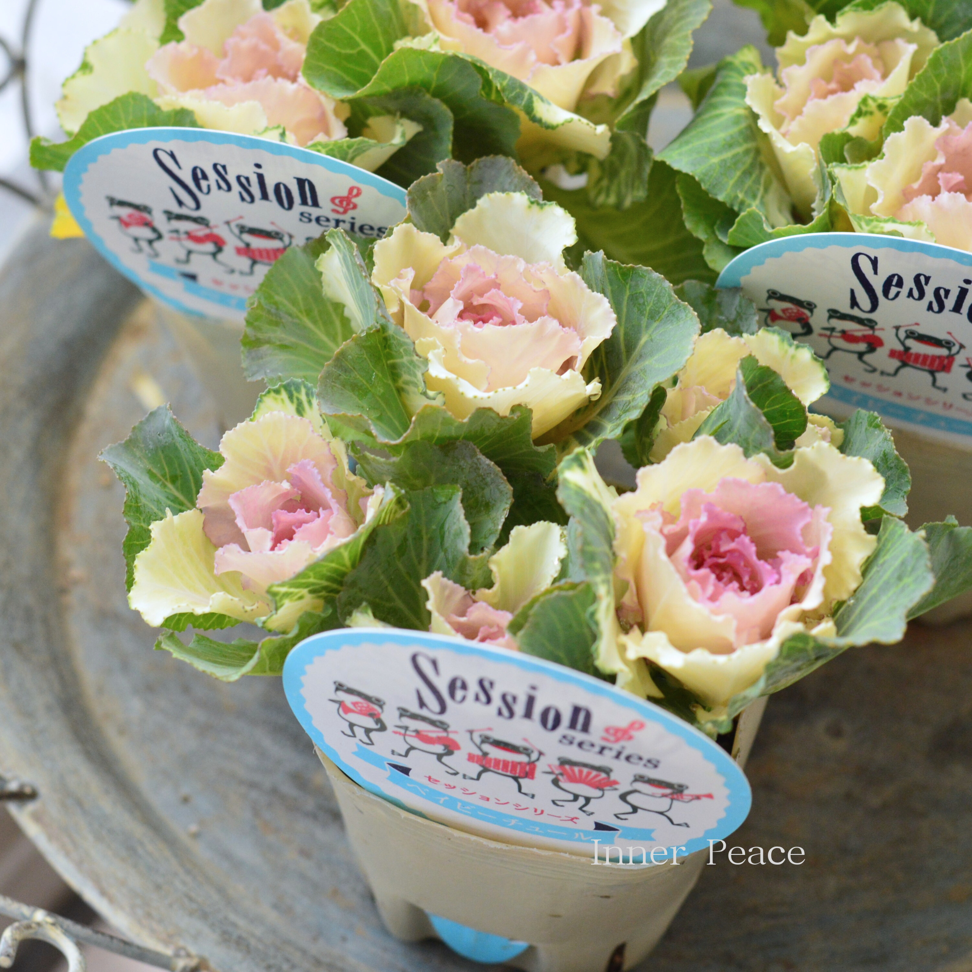 【5本植え】 葉牡丹 『セッション・ベイビーチュール』 3寸POT