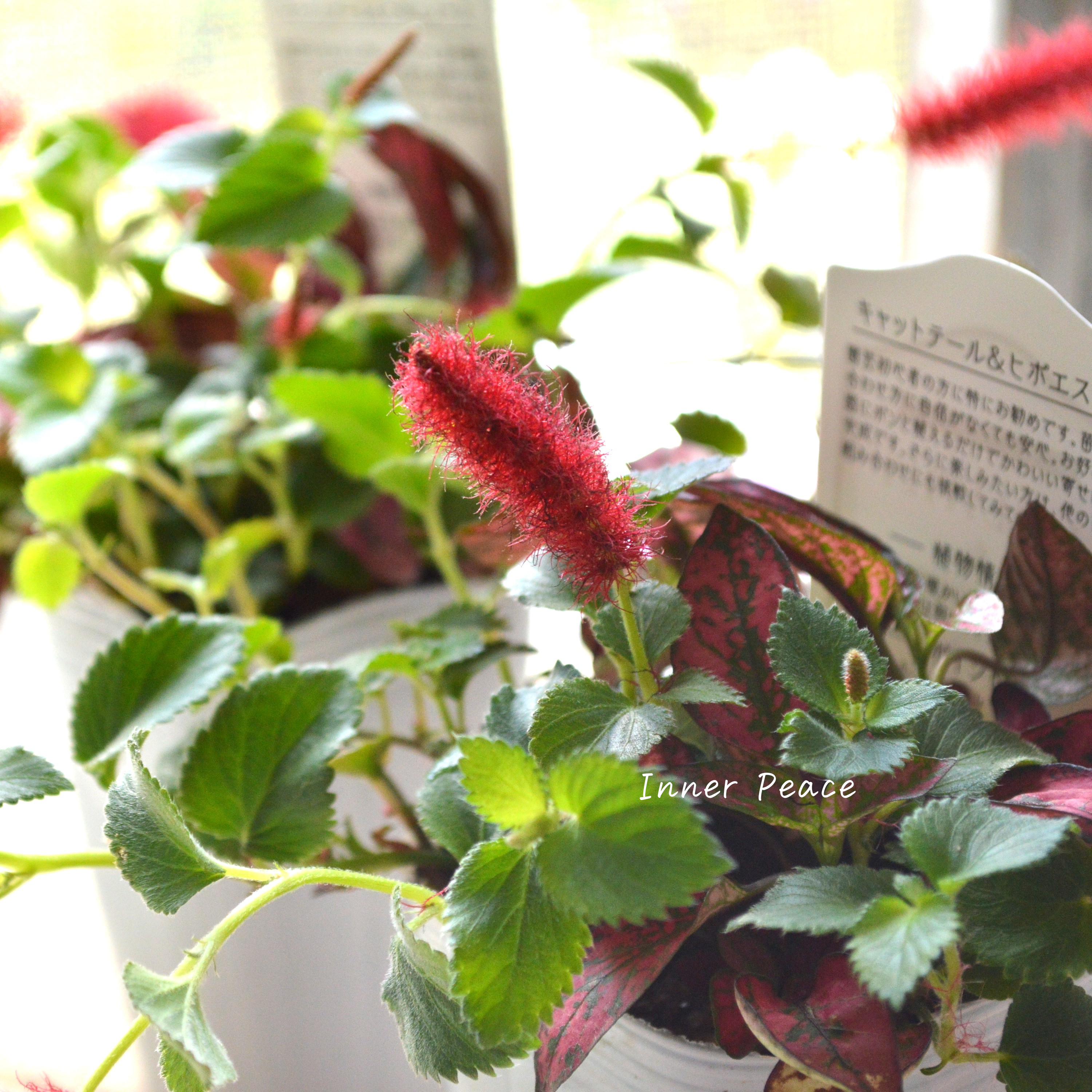 【寄せ植えに】 ヒポキャット(ヒポエステス赤+キャッツテール) 2.5寸ロングPOT