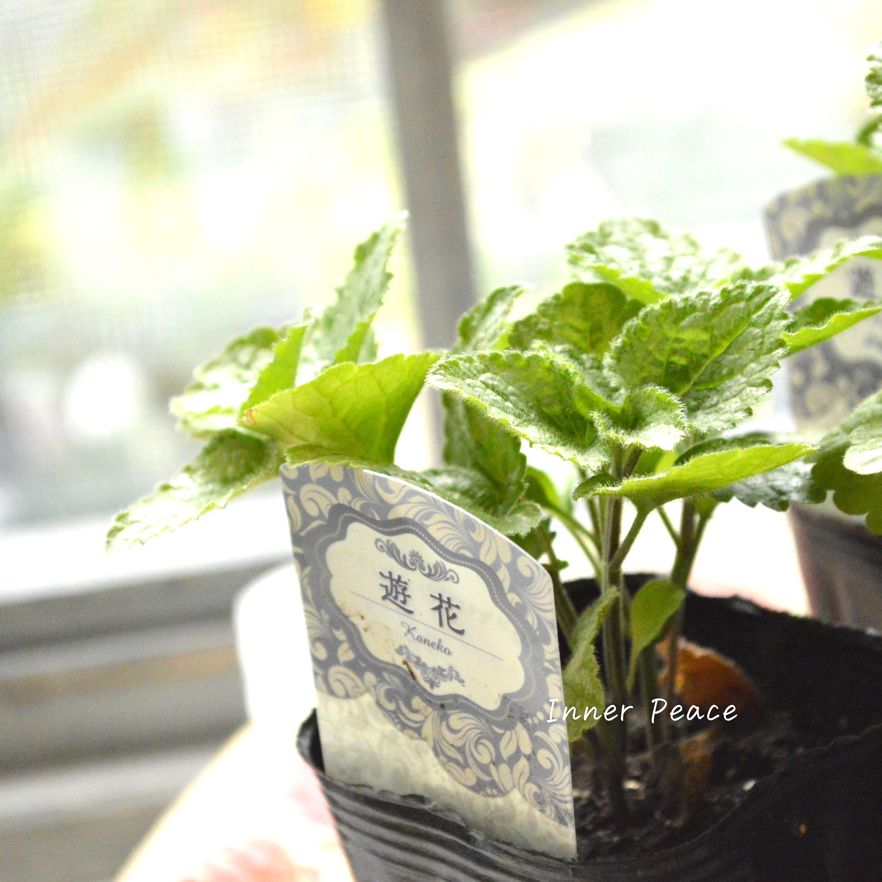 【かっこいい】 ラミウム 『ガリオブドロン』 3寸POT