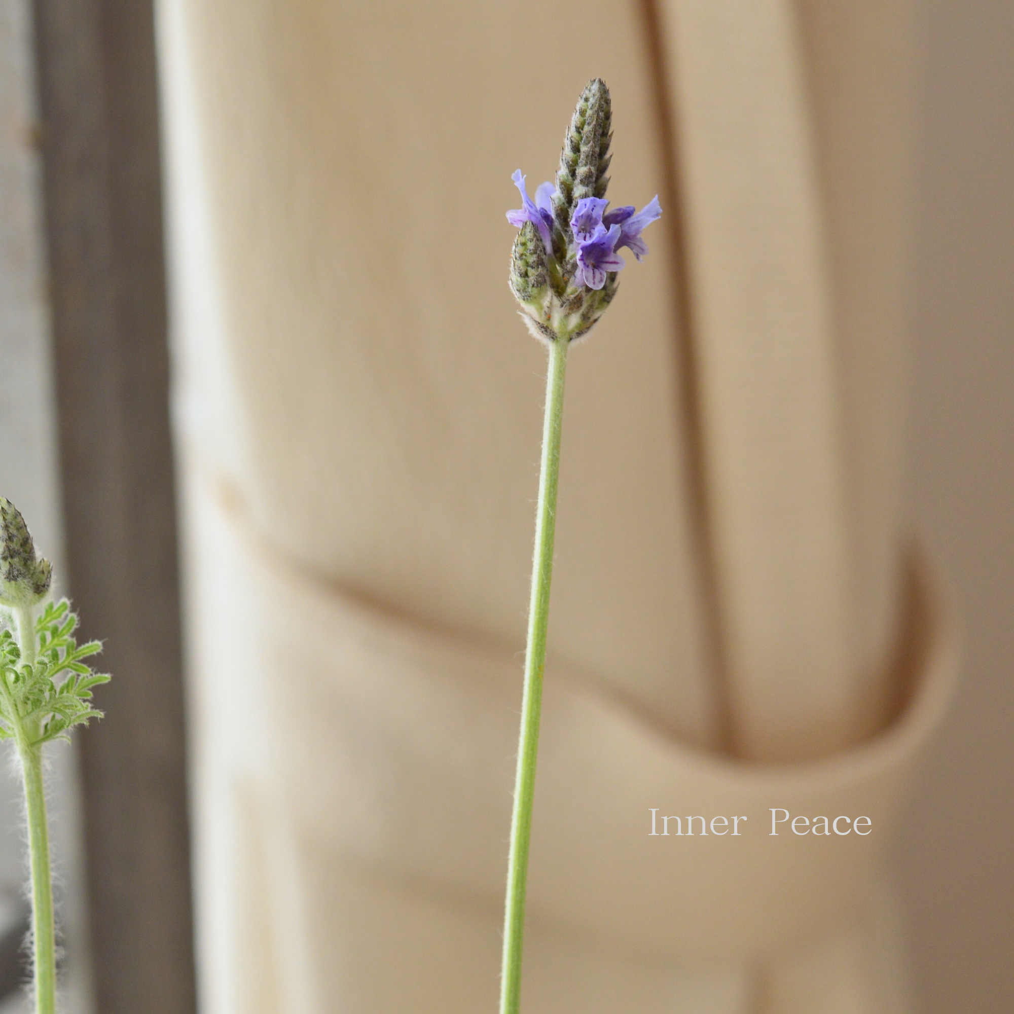 【美しい】 レースラベンダー 『トーチ・ブルー』 3.5寸POT