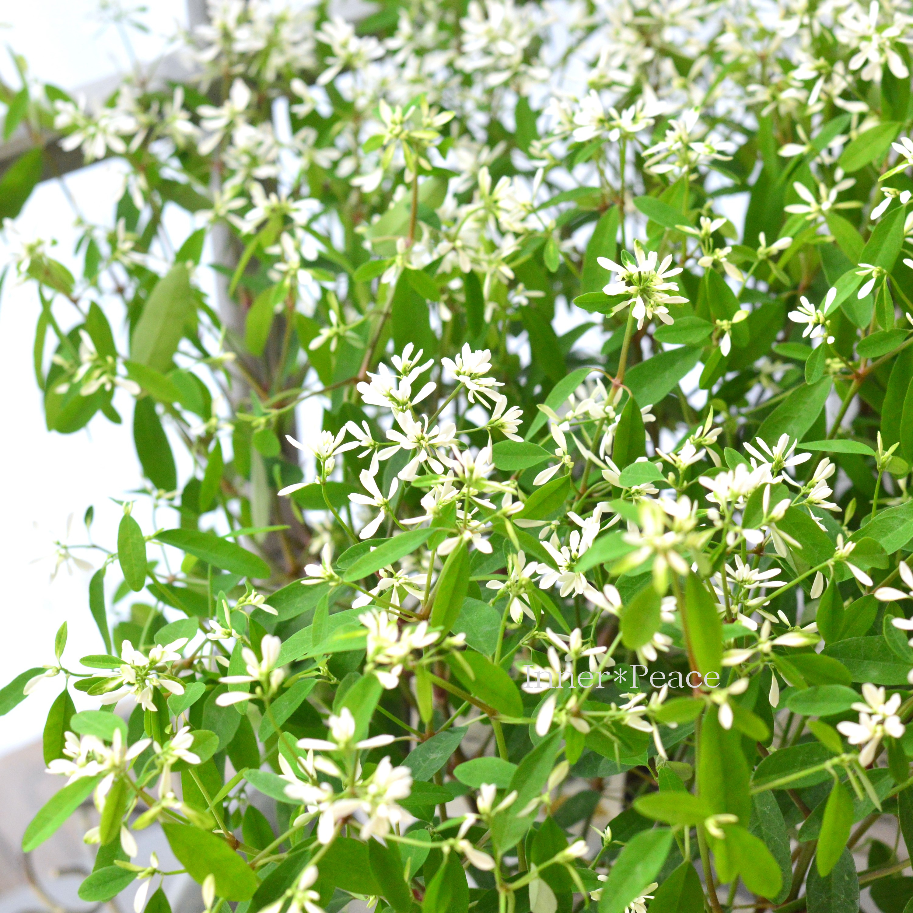 【八重咲き】 ユーフォルビア 『ダイアモンドスター』 2.5寸~3.5寸POT