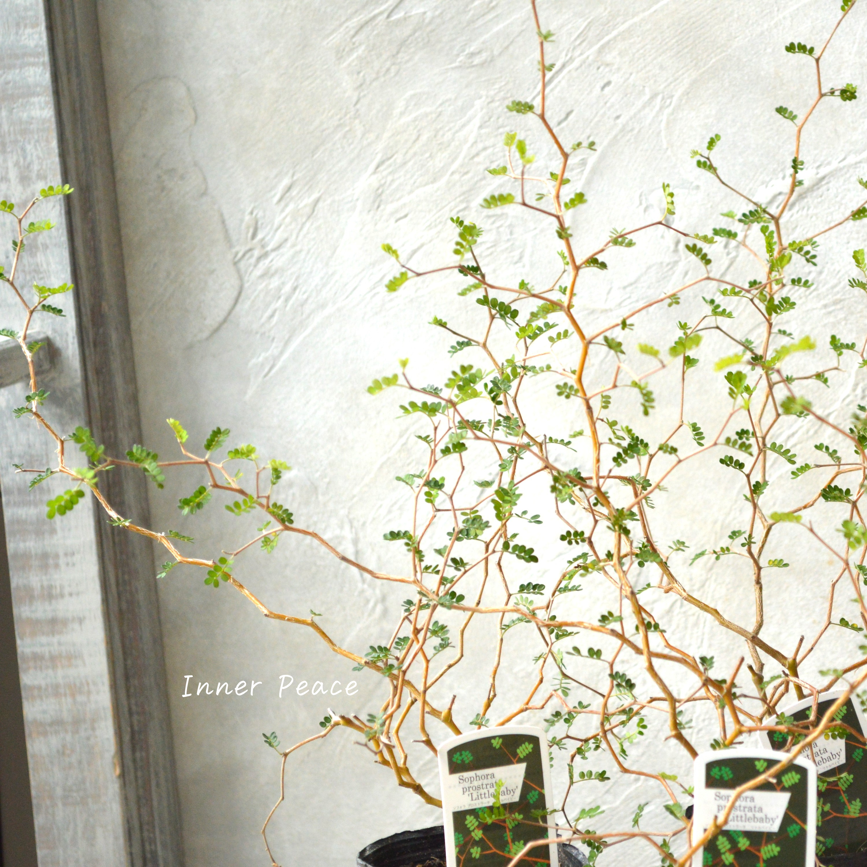 【メルヘンの木】 ソフォラ 『リトルベイビー』 3寸POT