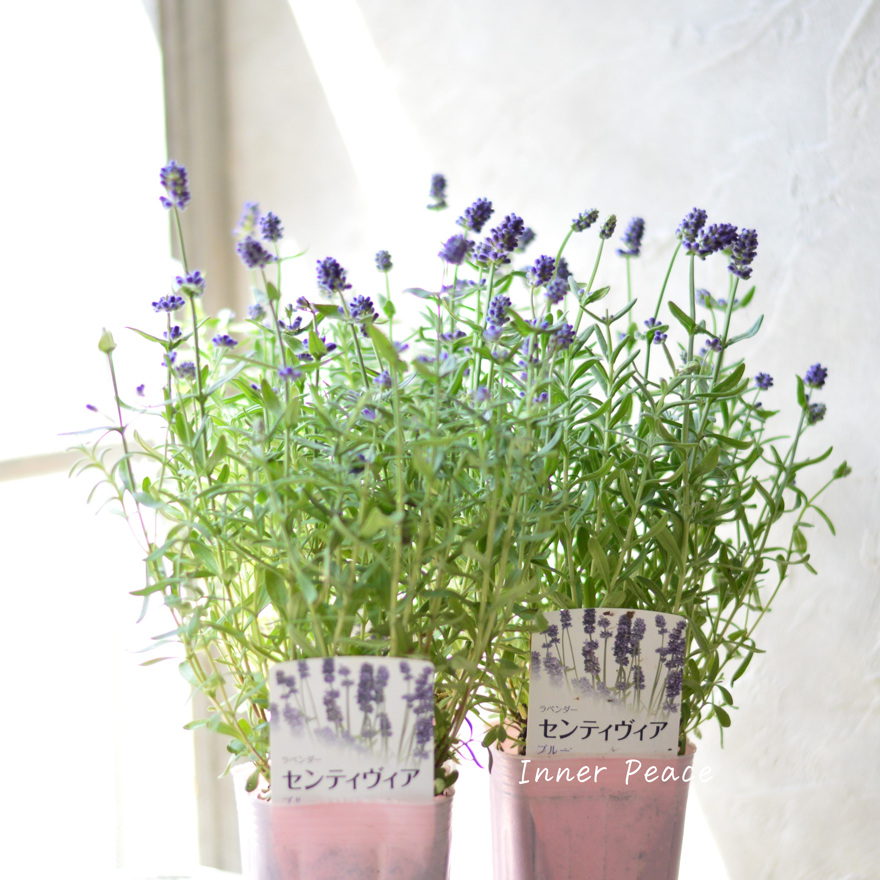 【良い香り】ラベンダー 『センティヴィア・ブルー』 3寸ロングPOT