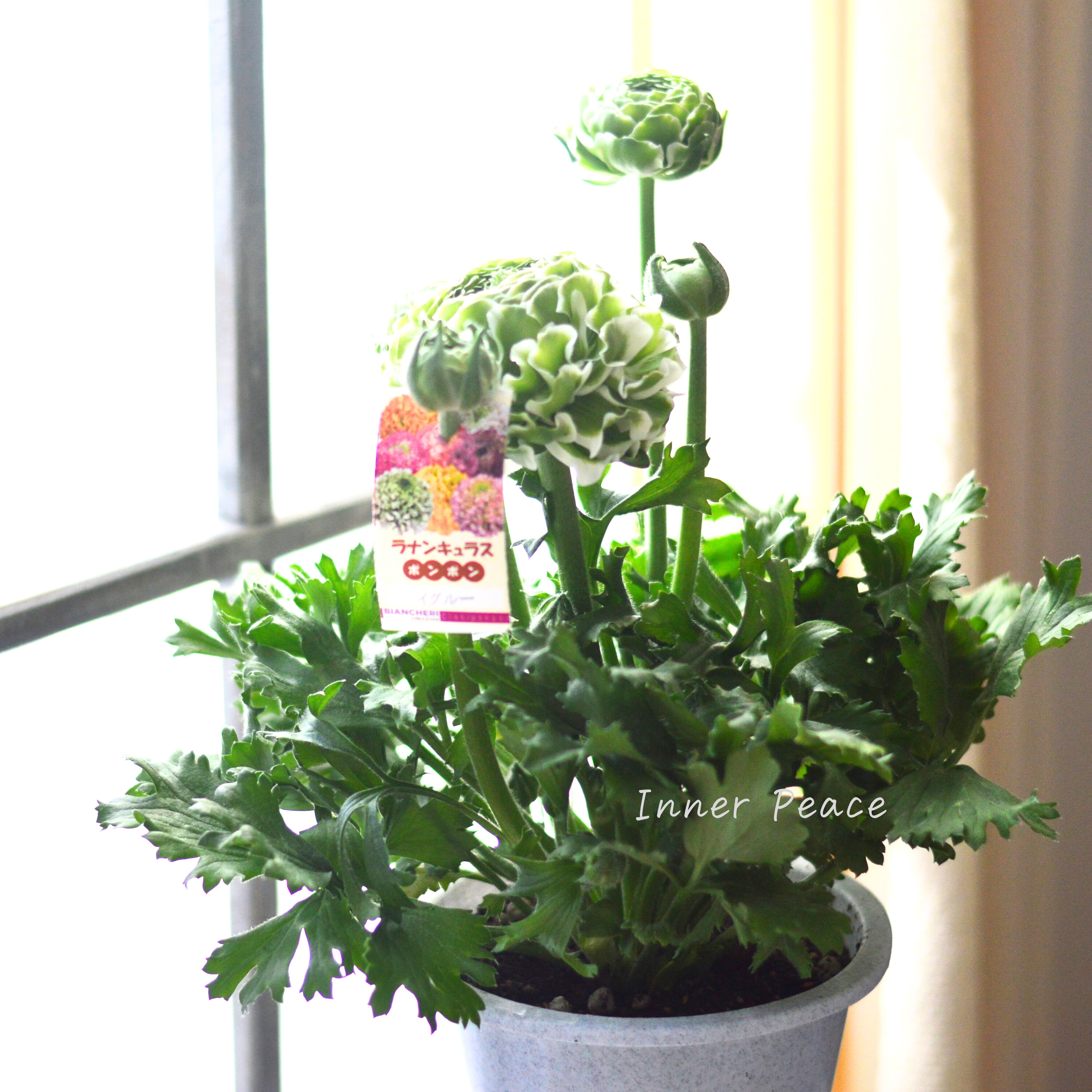 【希少】 ラナンキュラス・ポンポン 『イグルー』 5号鉢