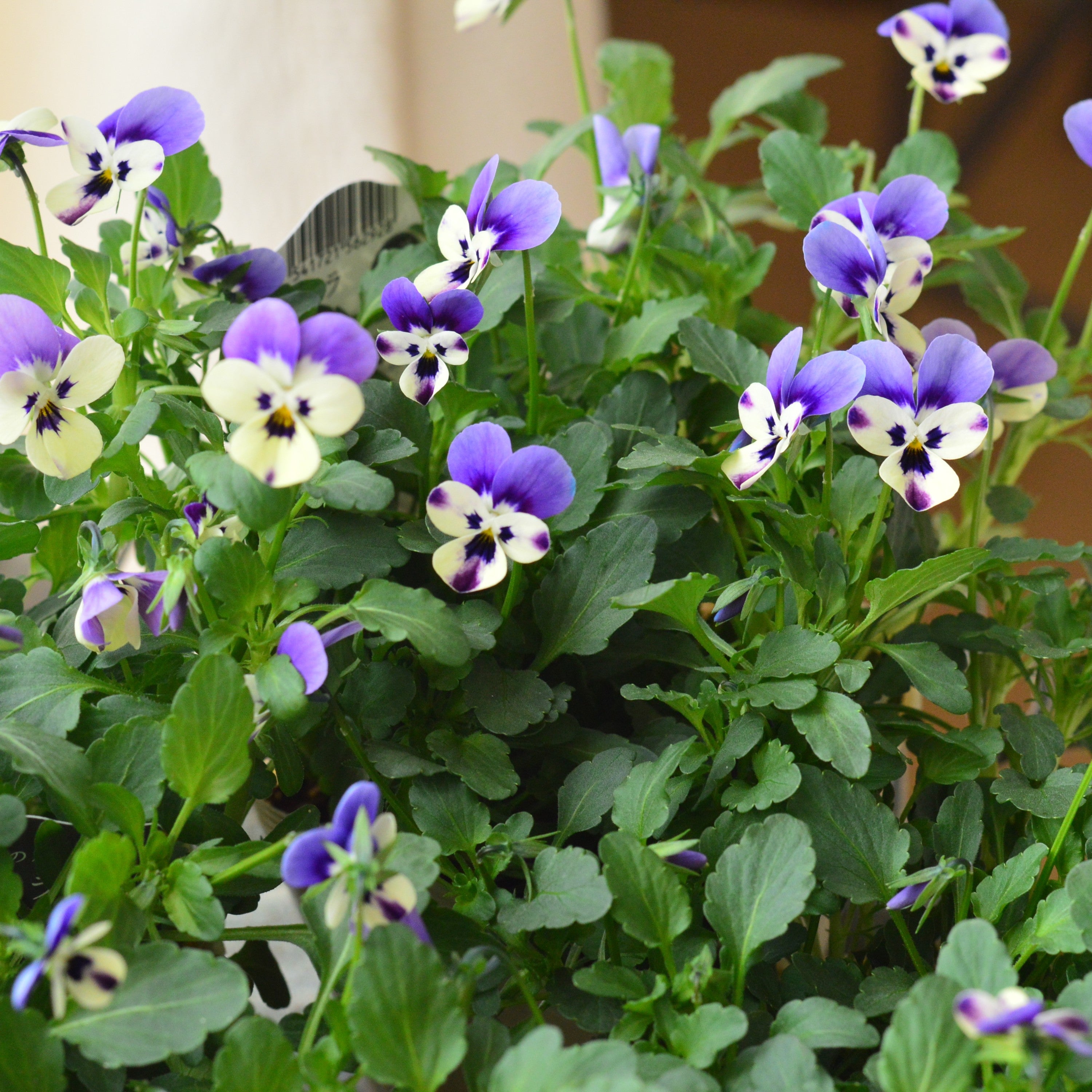 【VEGIHANA FARMさん】 ビオラ 『一期一会・Nouka no asobi・A』 3.5寸POT