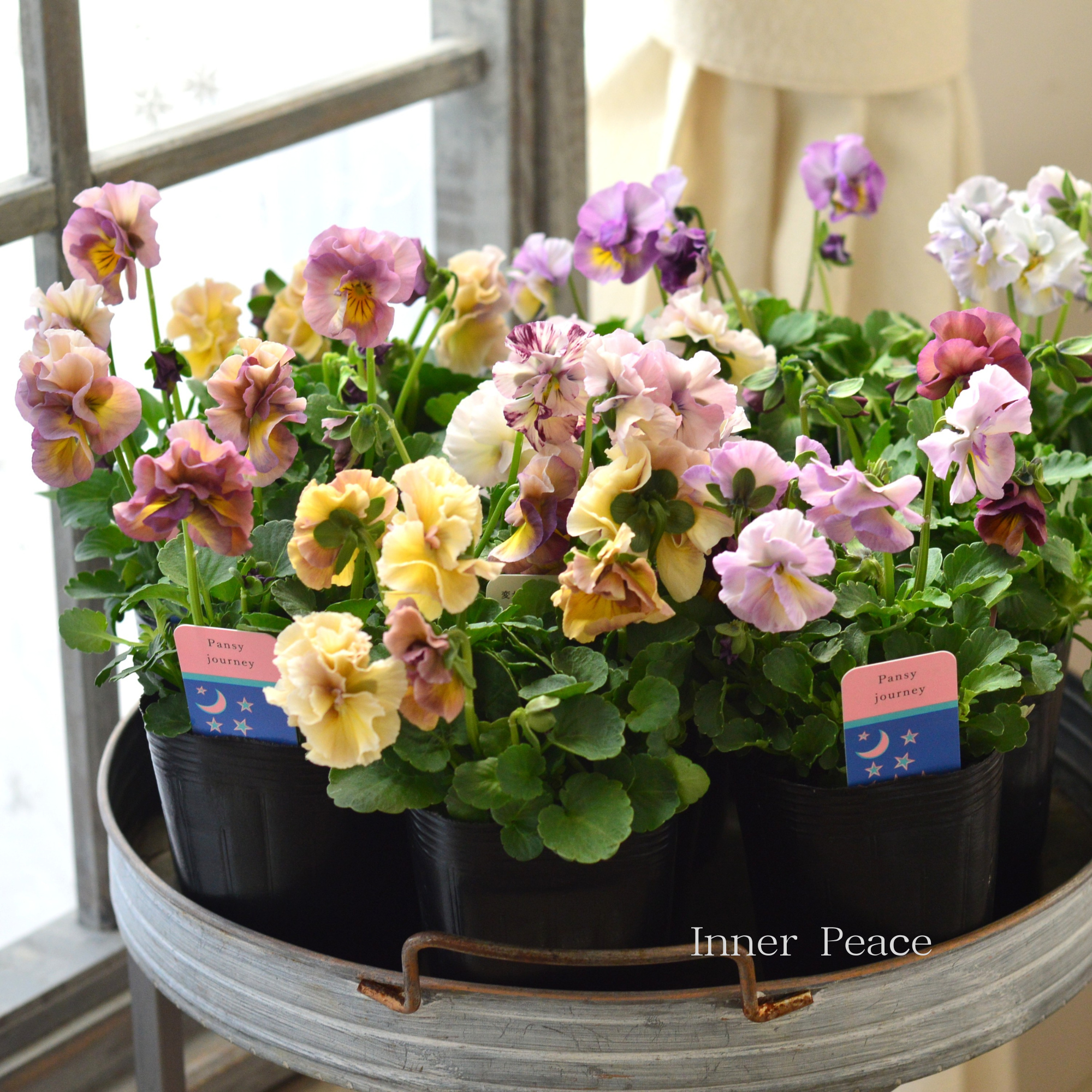 【ハルグリンさん】新品種 パンジー 『ジャーニー』 3寸POT