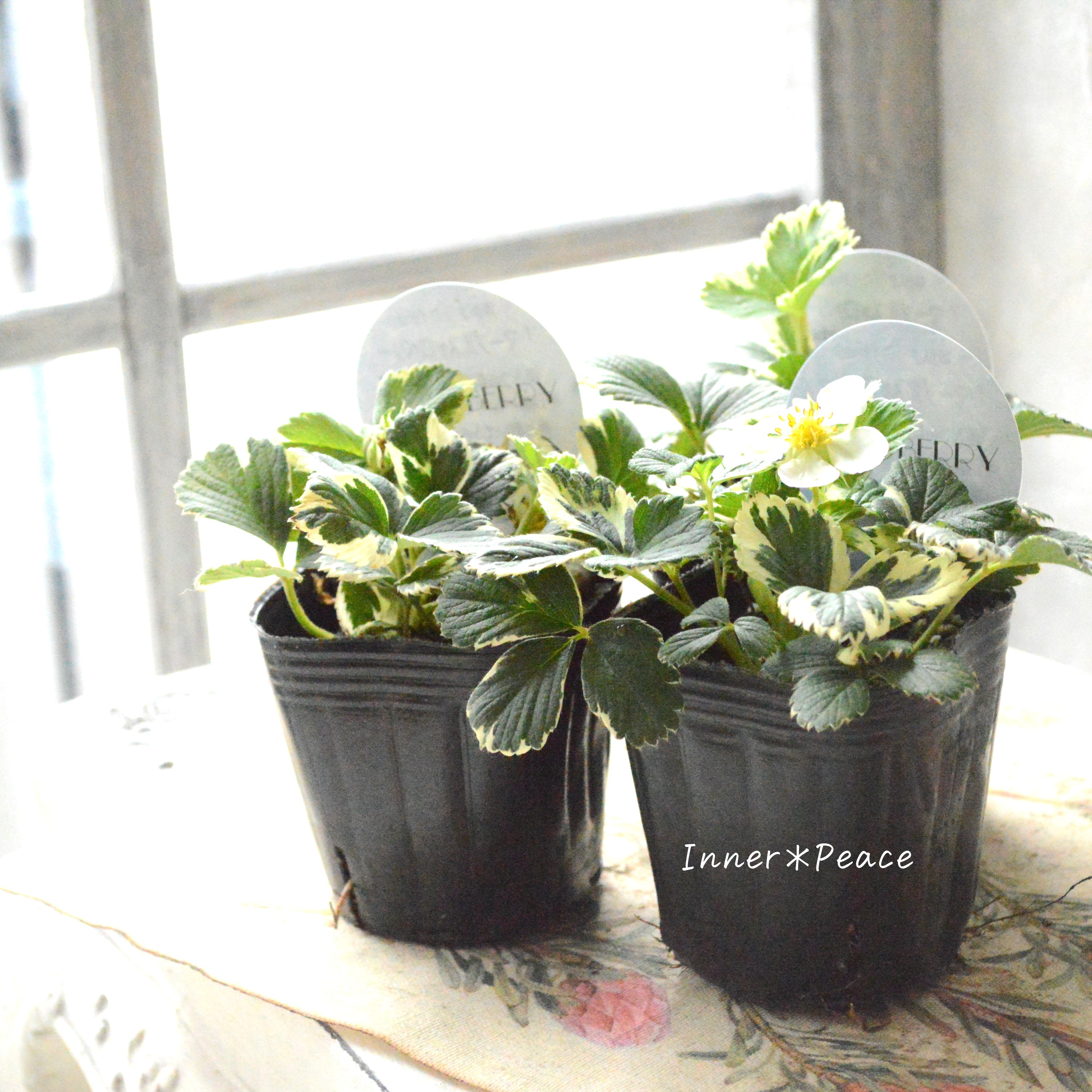 【斑入り】 マーブルストロベリー 3寸POT