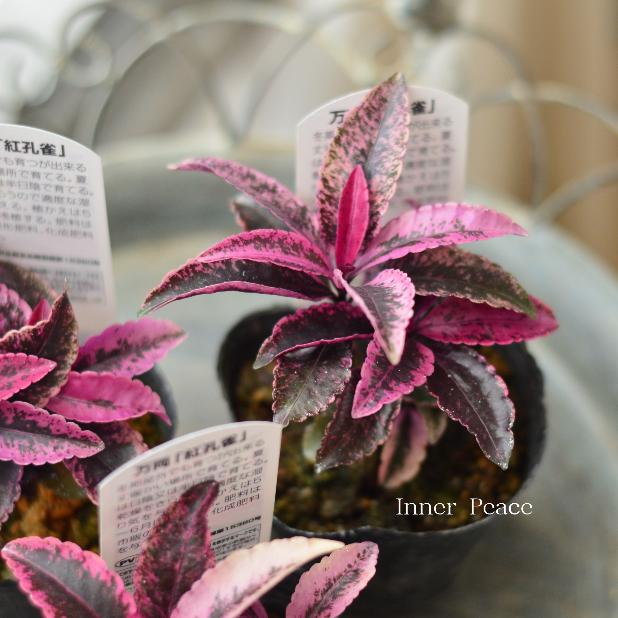 【斑入り】 万両 『紅孔雀』 3寸POT