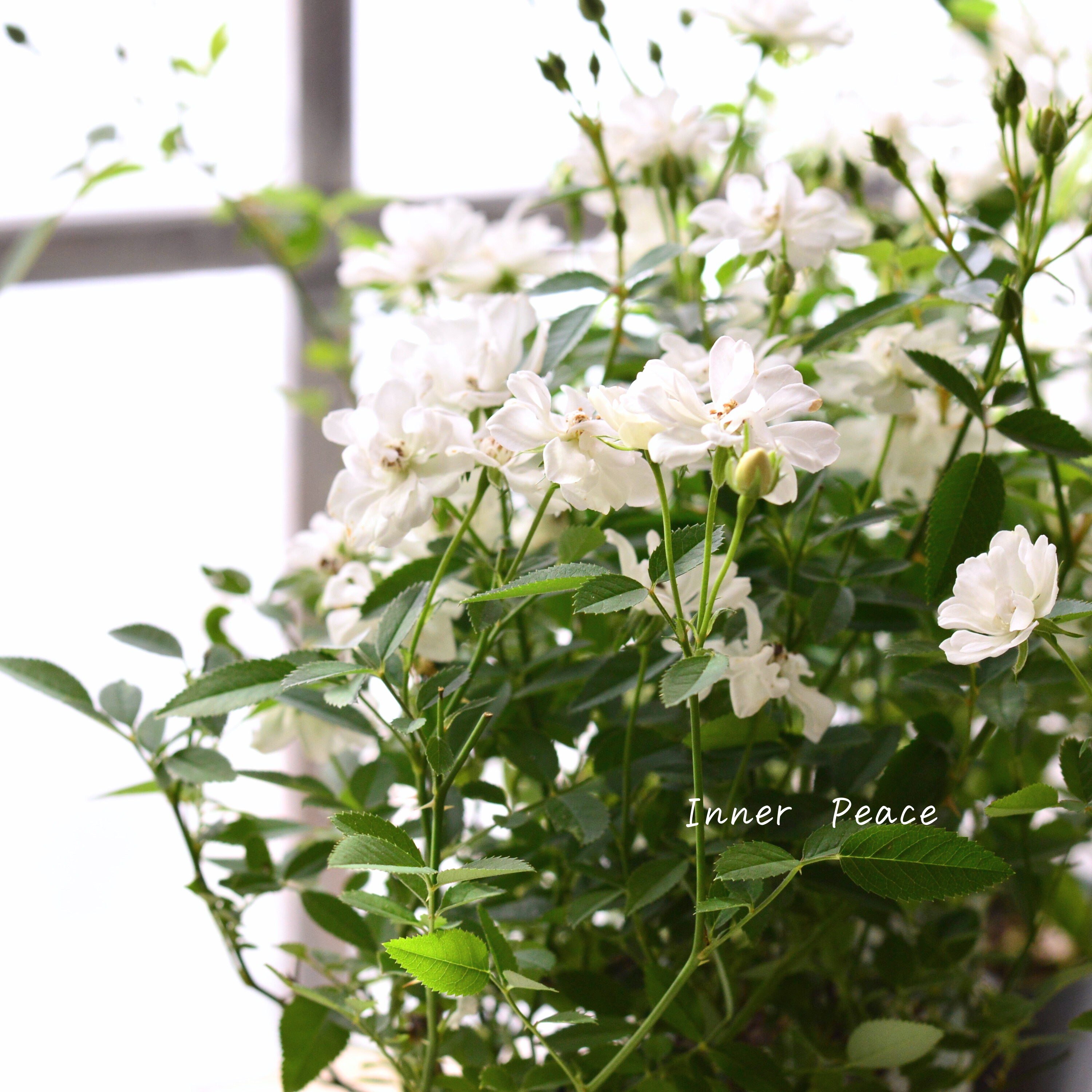 【四季咲き】 ミニ薔薇 『レンゲローズ・白』 3寸POT