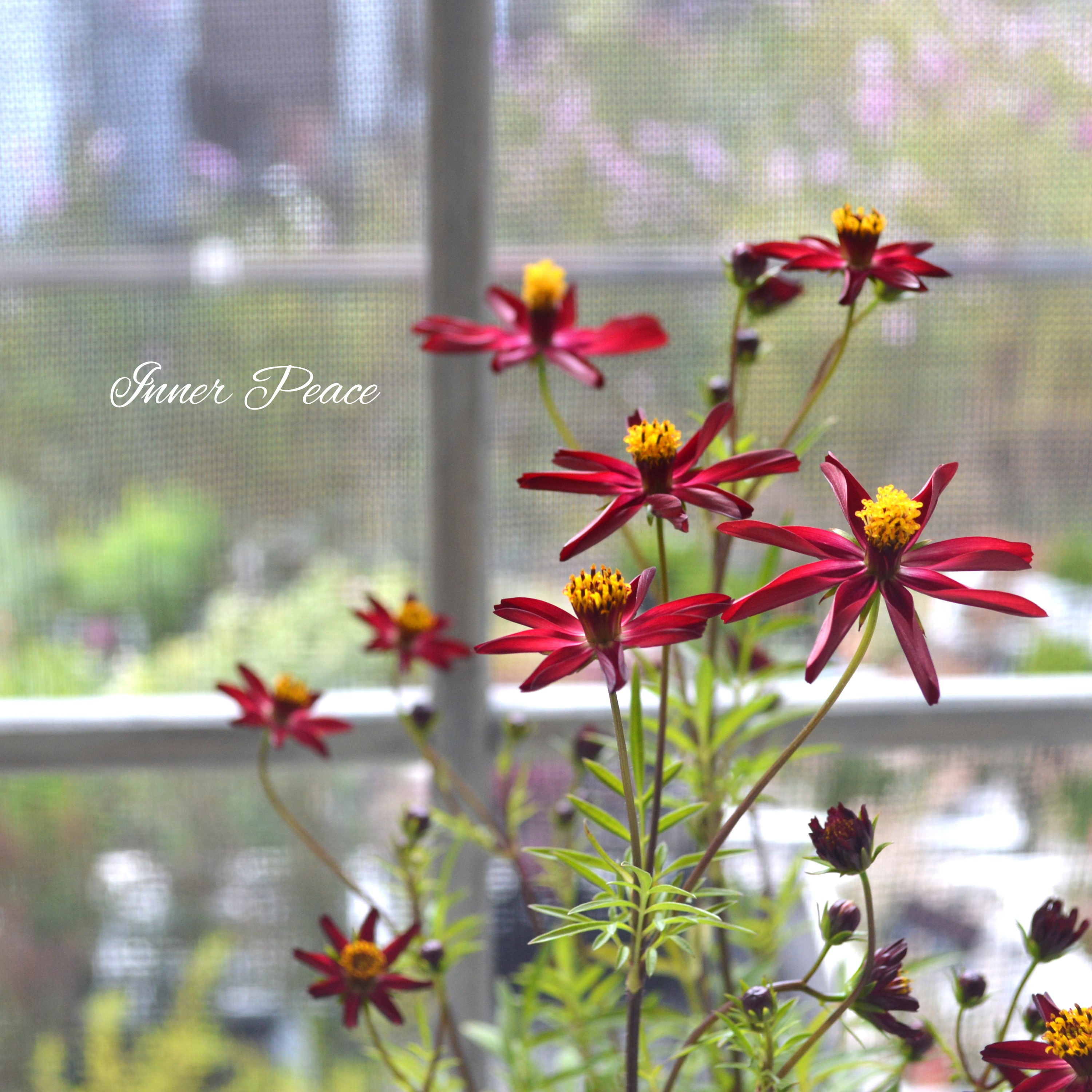 【美しい】 チョコレートコスモス 『赤とんぼ』 3寸ロングPOT