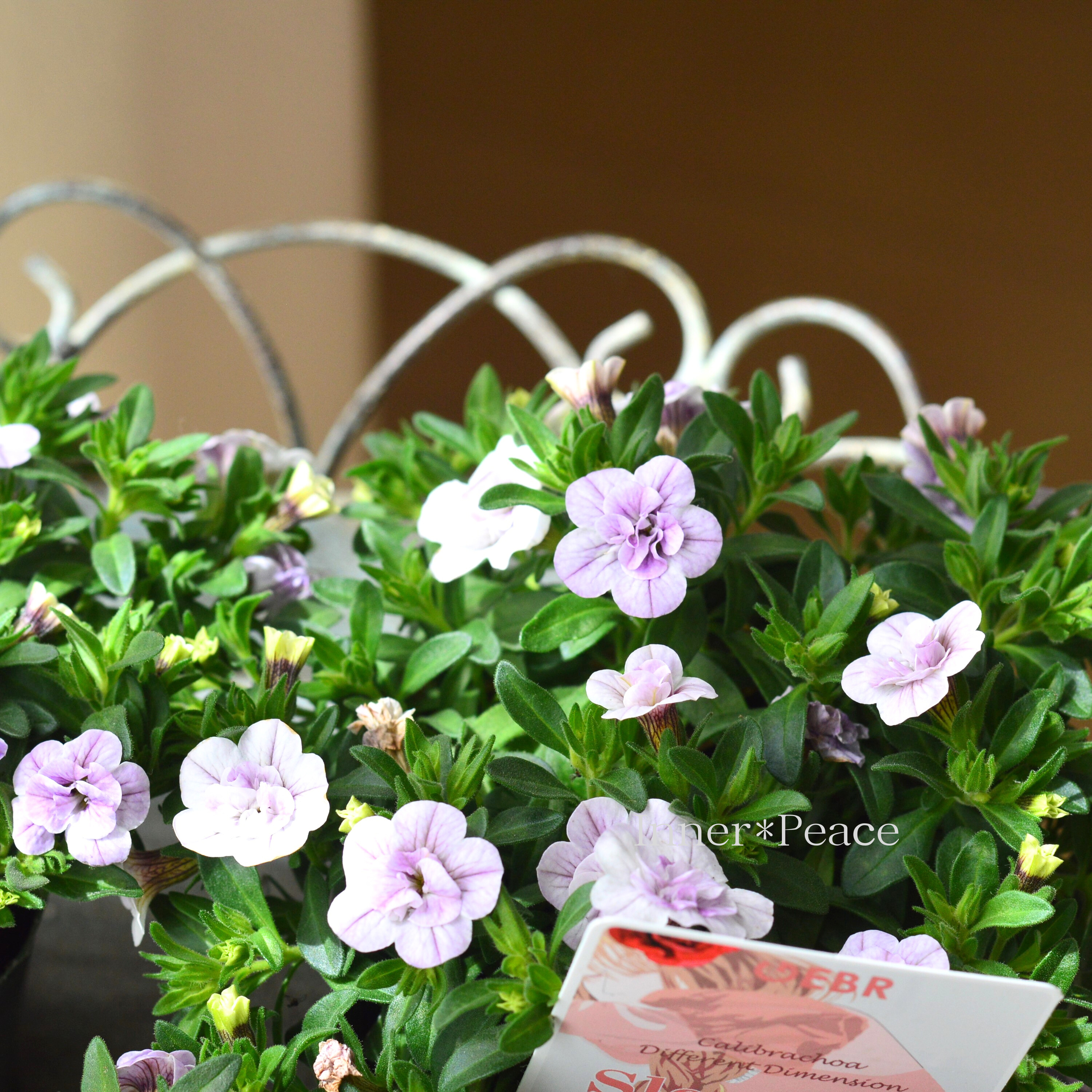 【ゲブラさん】 カリブラコア 『スリーピングビューティー』 3.5寸POT