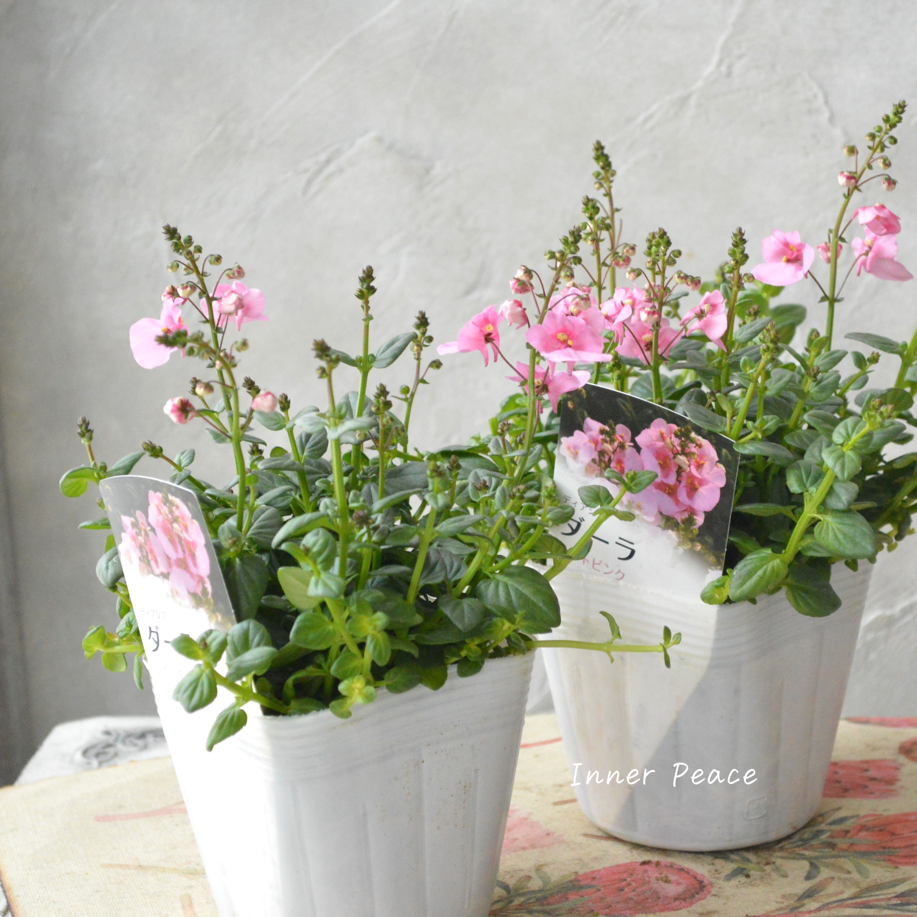 【かわいい】 ディアスシア 『ライトピンク』 3.5寸POT