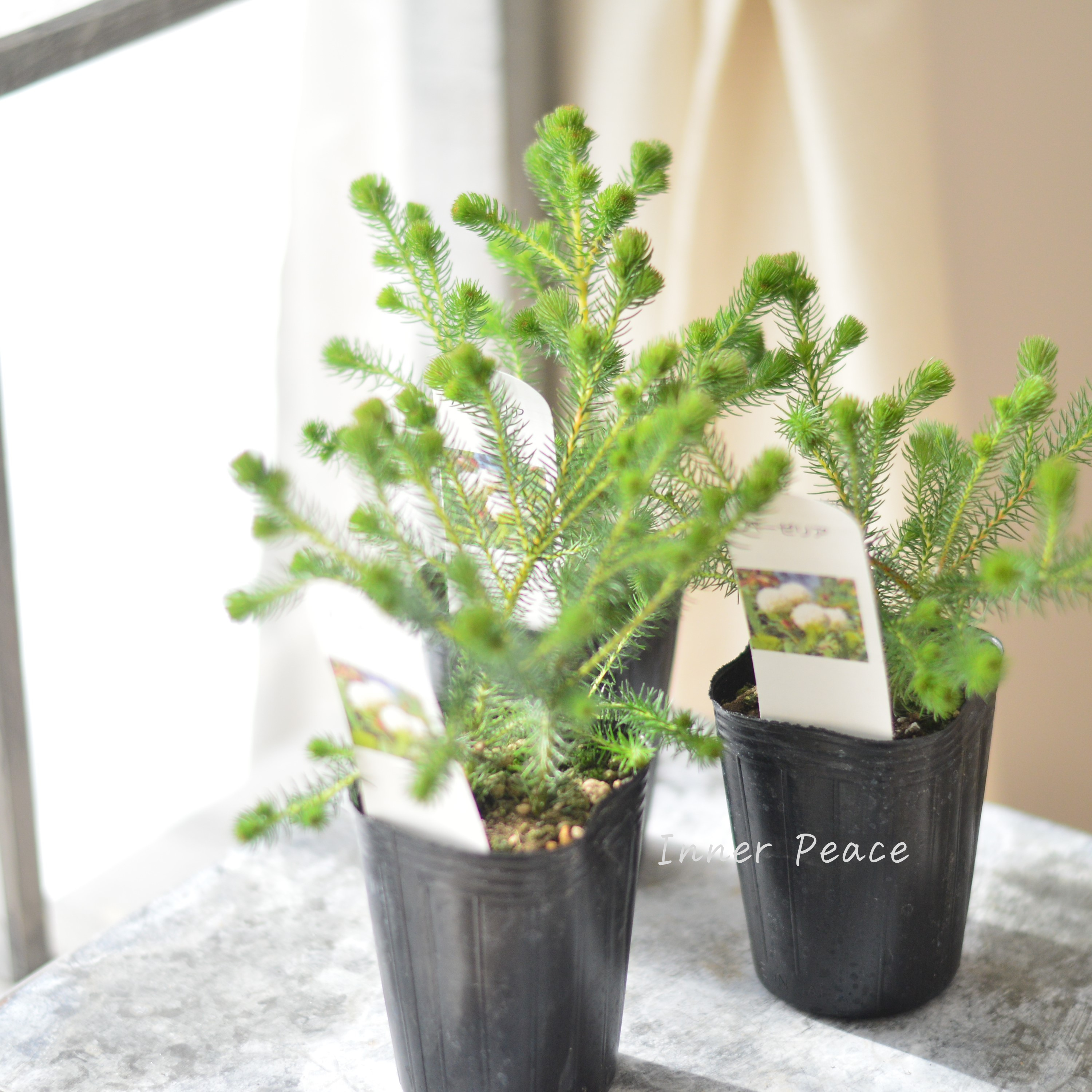 【個性的】 ベルセリア バーゼリア 3寸POT