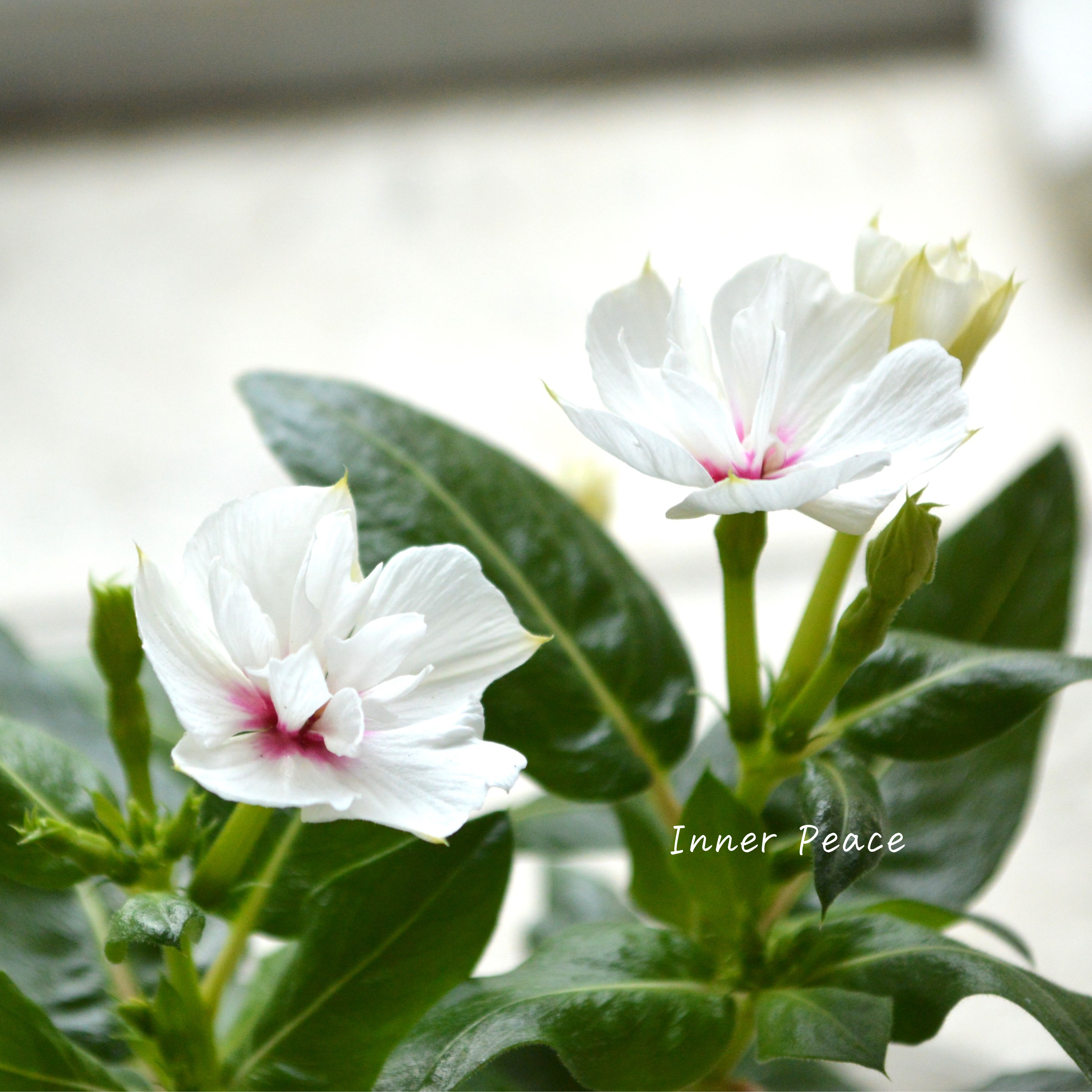 【北島園芸さん】 ニチニチソウ(八重咲き) 『ミラシリーズ・ユニコーン』 3.5寸POT