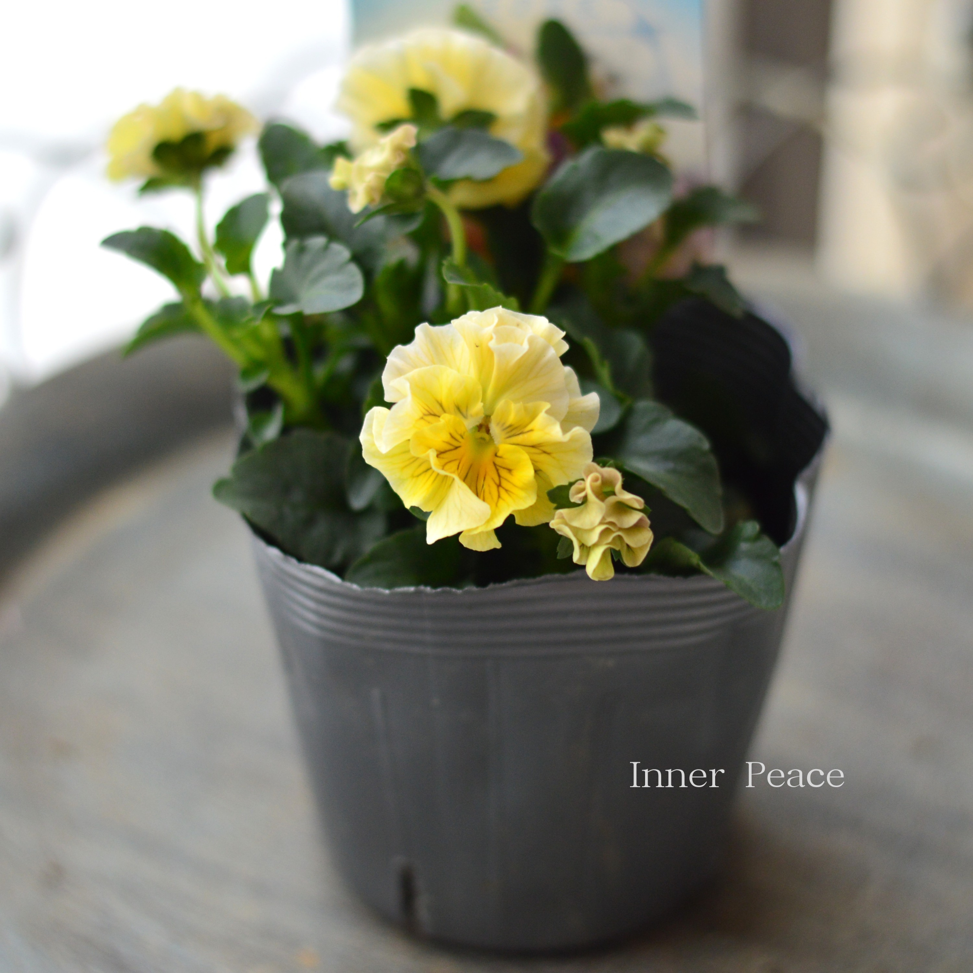 【うえたさん育種】 ミニパンジー 『天の羽衣・イエロー』 3.5寸POT