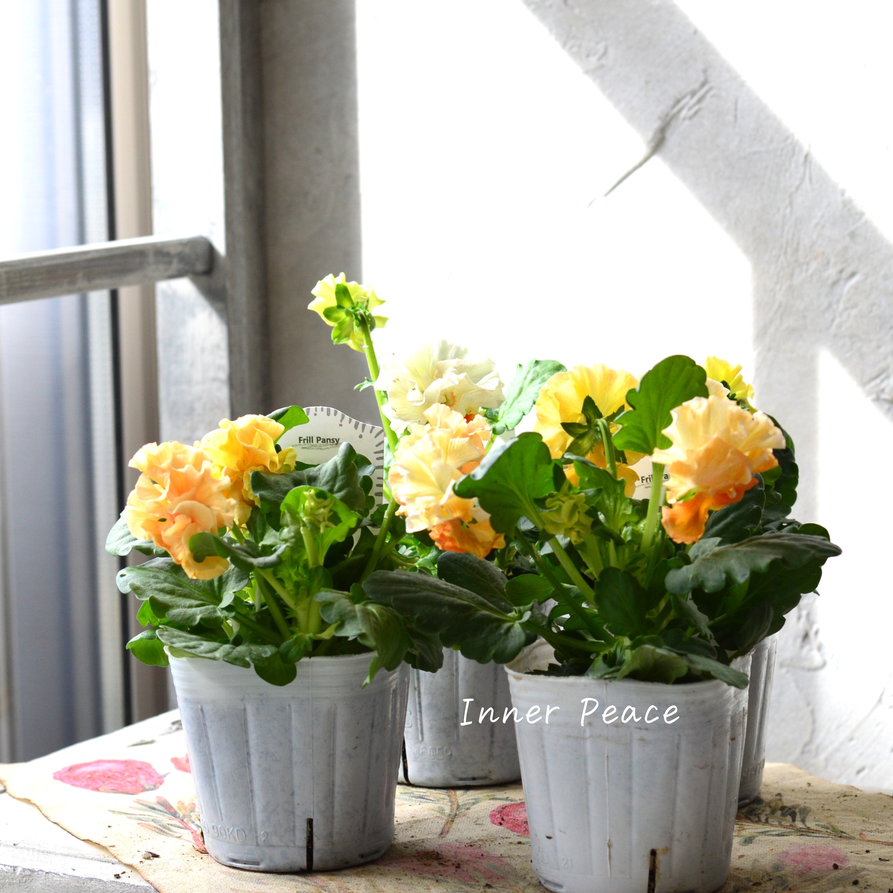 【湘南Berryさん】 フリルパンジー 『シュガーボンボン・オレンジ系』 3寸POT