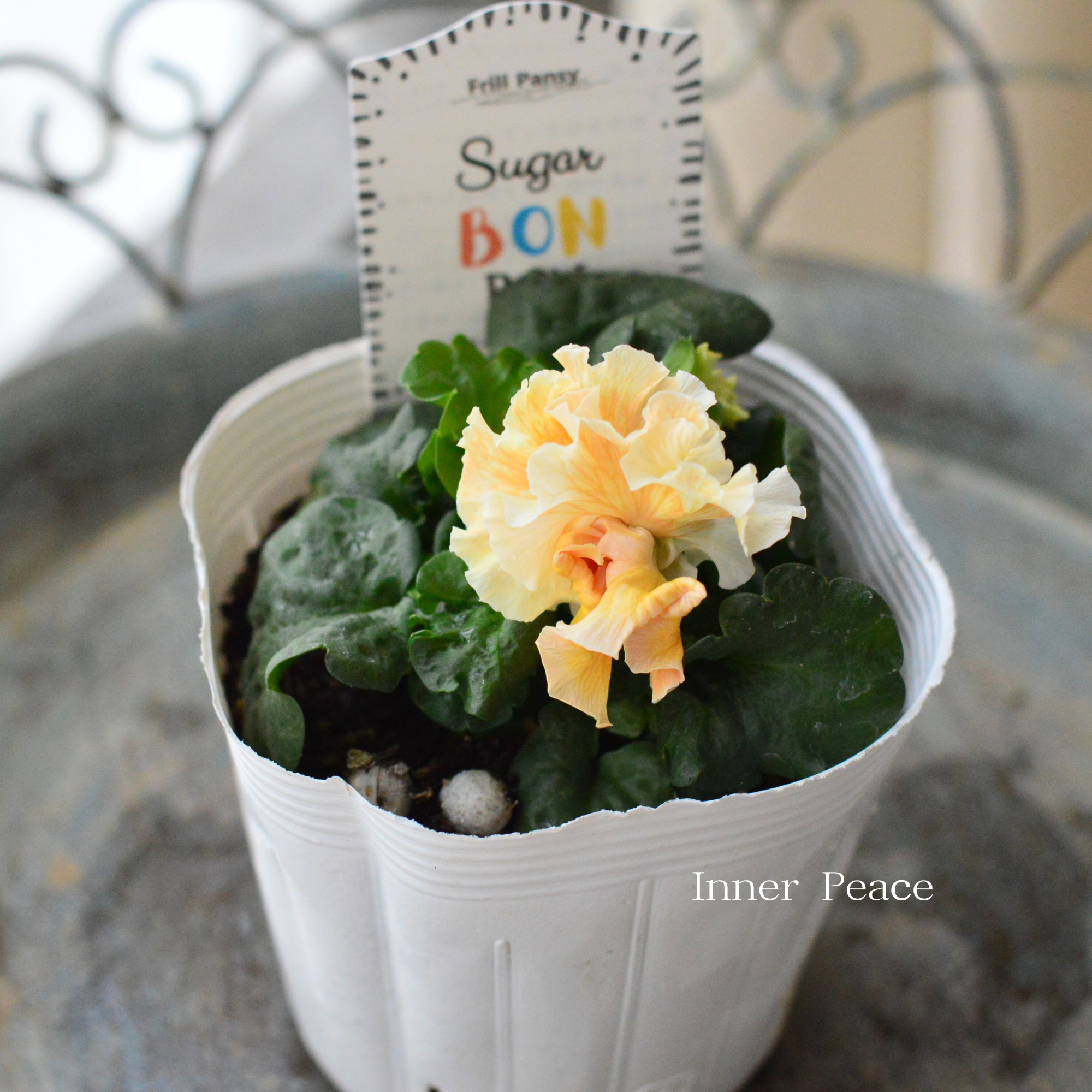 【湘南Berryさん】 フリルパンジー 『シュガーボンボン・オレンジ系』 3寸POT