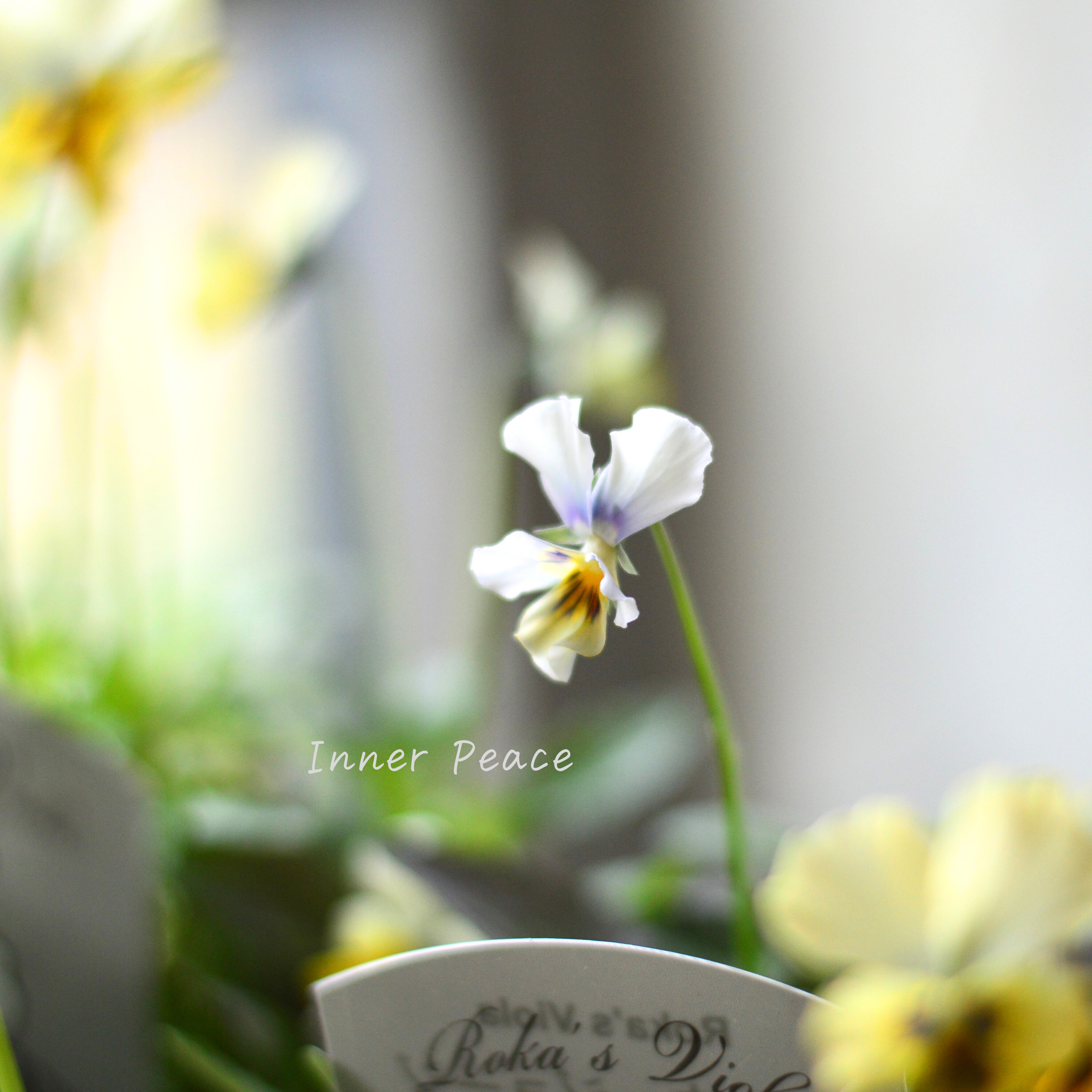 【石川園芸さん】 ビオラ 『モンキージョージ』 3寸POT