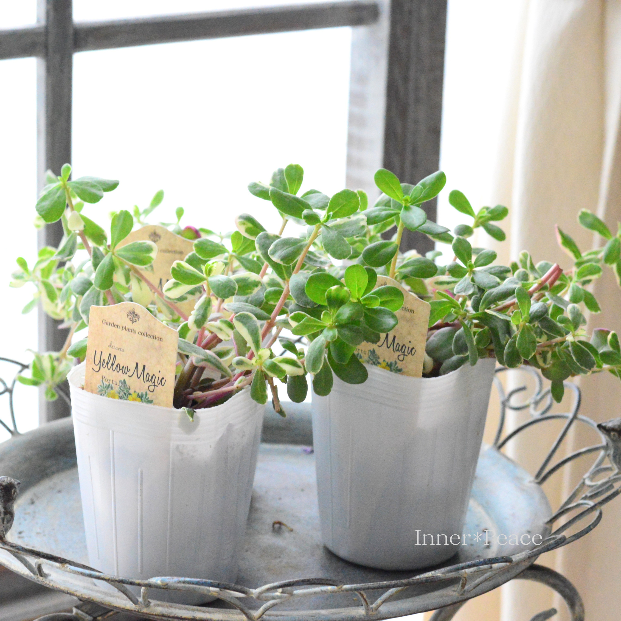 【暑さに強い】斑入りポーチュラカ 『イエローマジック』 3寸ロングPOT