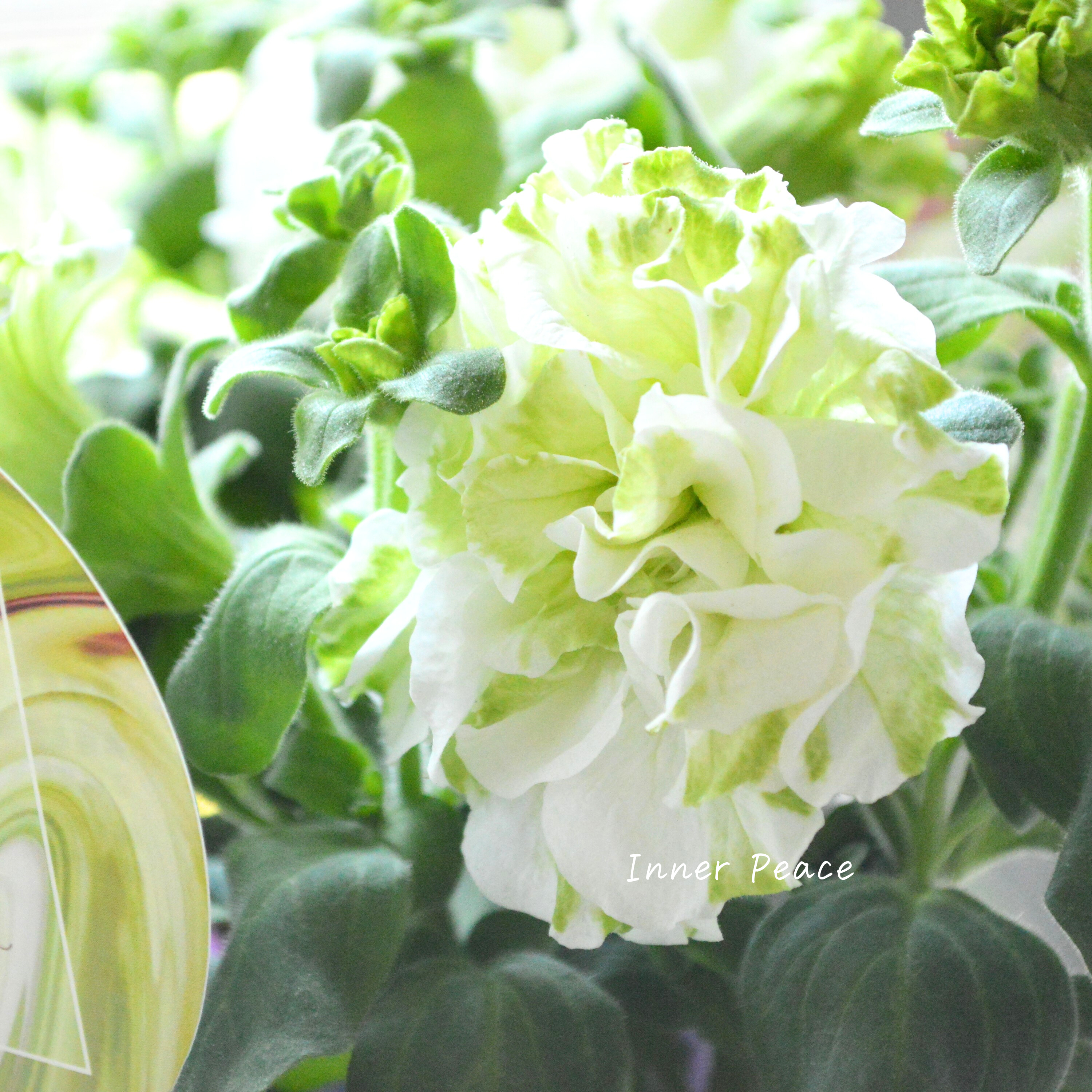 【ガルテン湘南さん】 ペチュニア 『湘南マルモ・ヴェルデ』 3.5寸POT