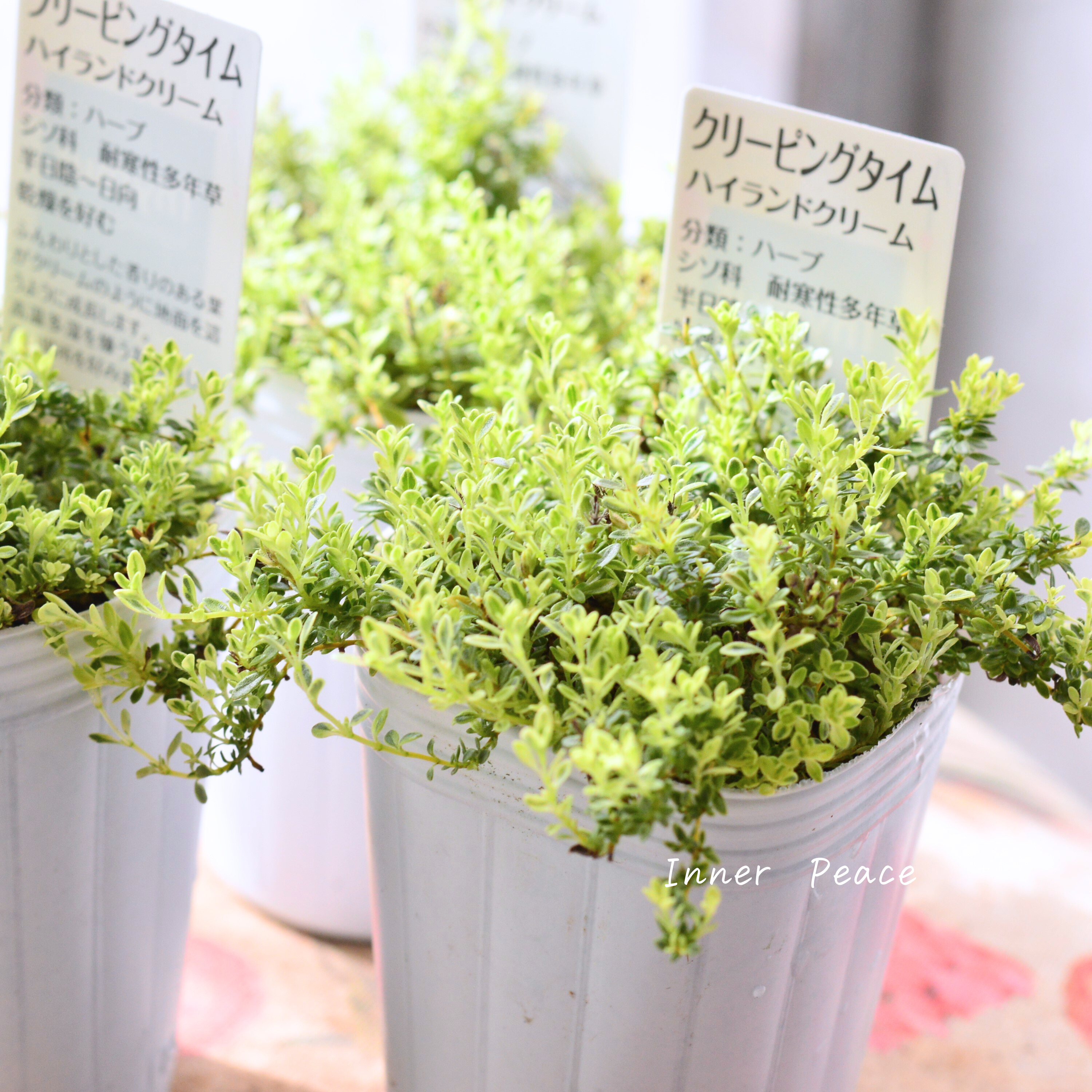 【斑入り】 クリーピングタイム 『ハイランドクリーム』 2.5寸POT