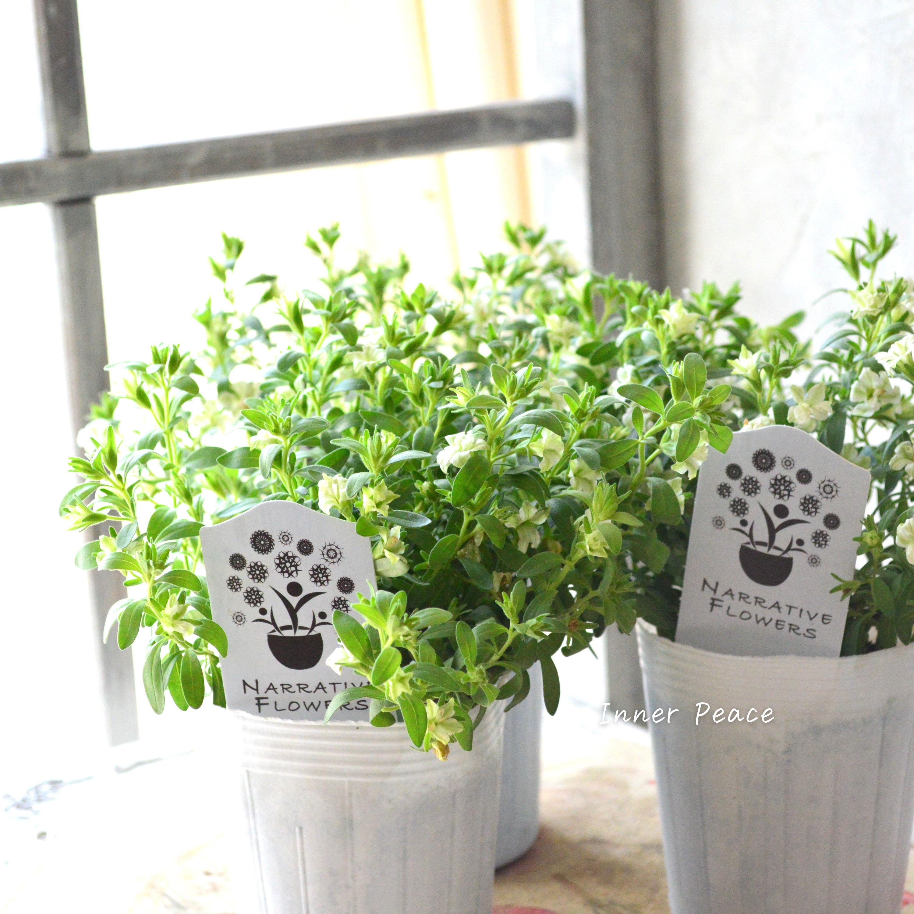 【ナラフラさん】 八重咲きカリブラコア 『グリーン』 3寸ロングPOT