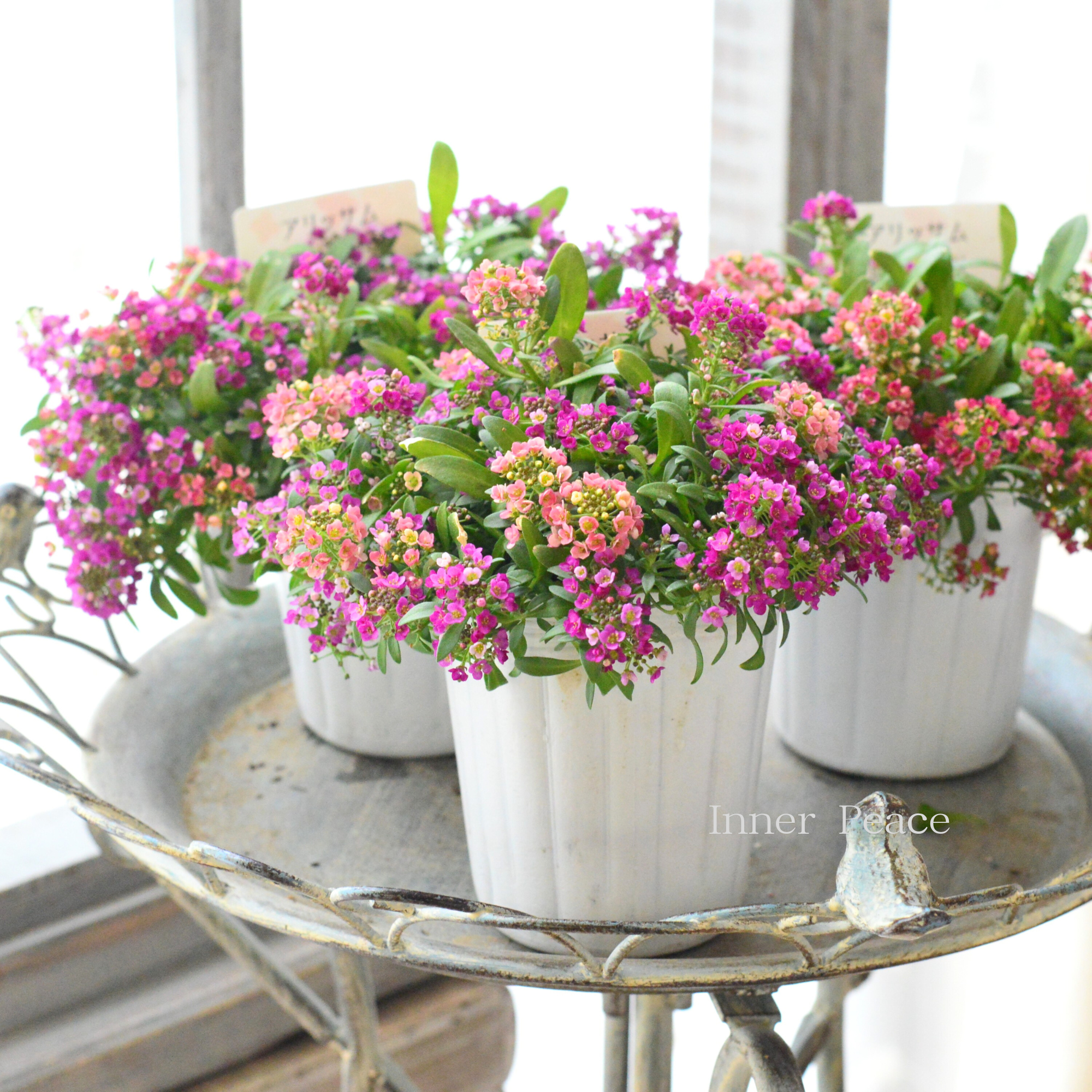 【ミックス植え】 スイートアリッサム 『はなあかり ②』 3寸POT