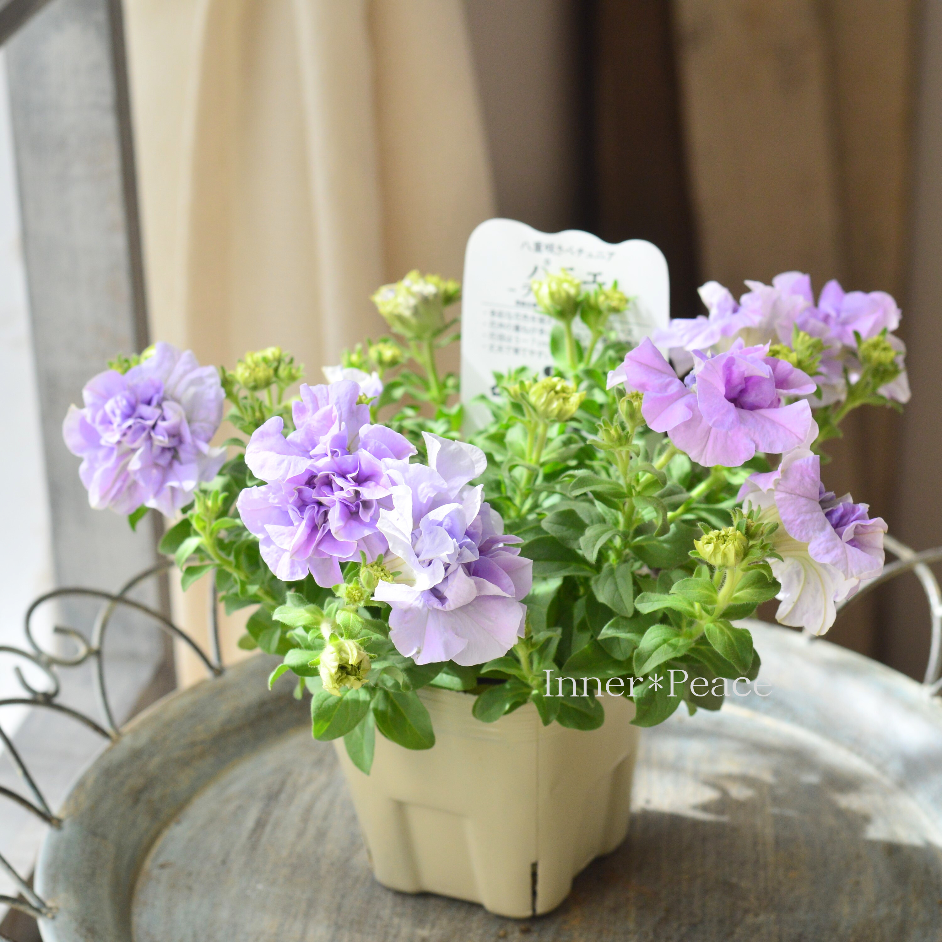 【美しい】 八重咲きペチュニア 『パニエ・ライトブルー』 3.5寸POT