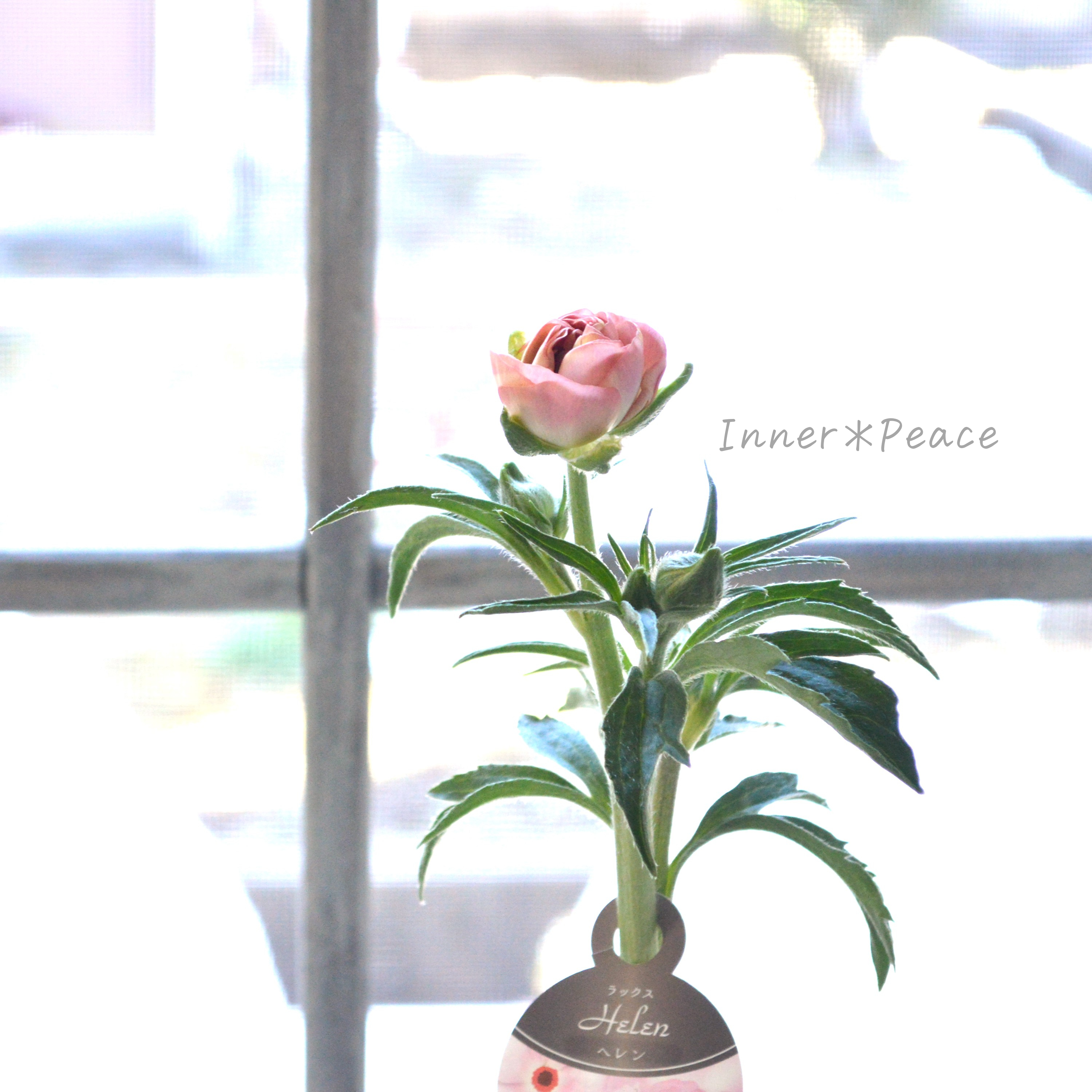 【美しい】 ラナンキュラス・ラックス 『ヘレン』 5寸鉢