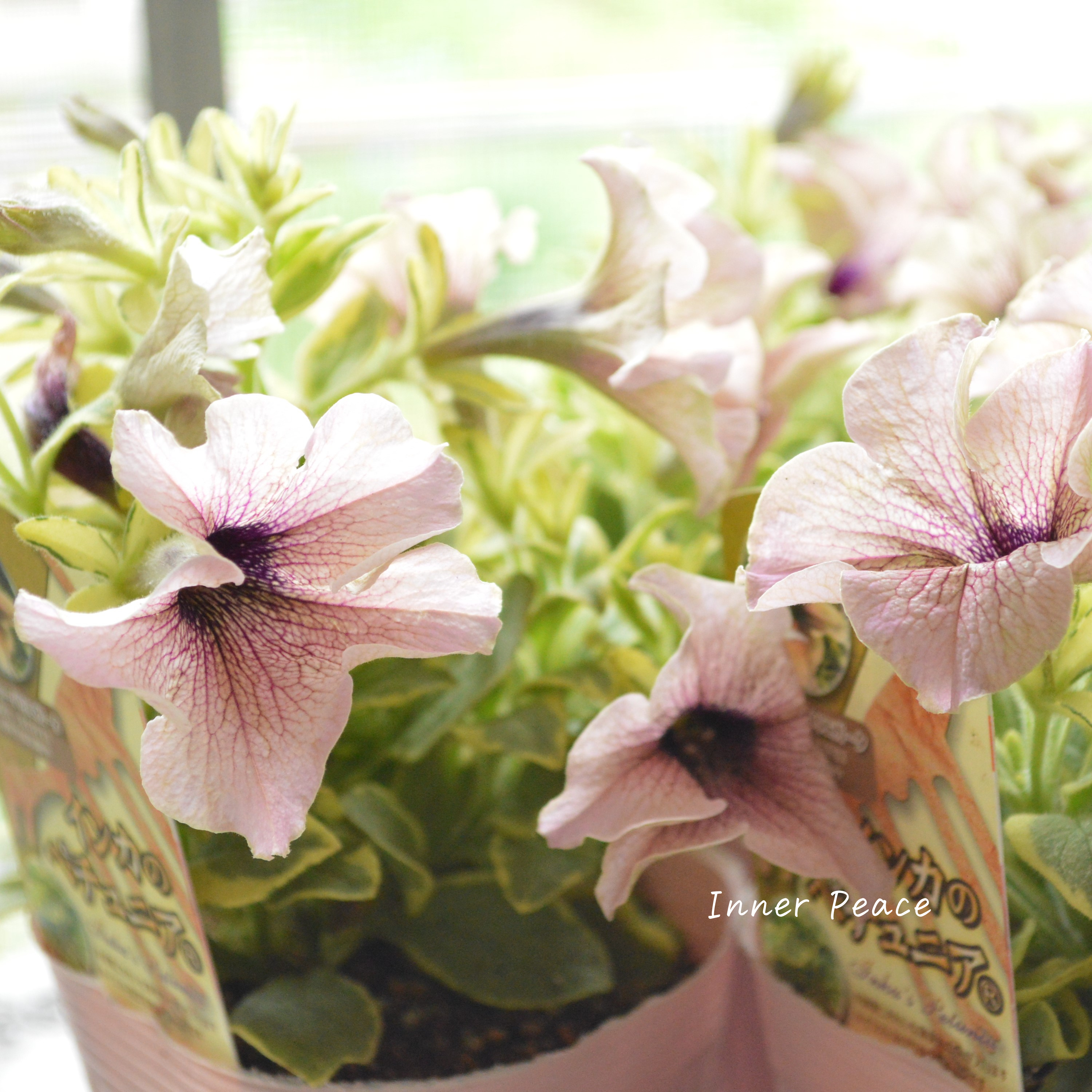 【斑入り】 ペチュニア 『インカのペチュニア・ミルクティーバリエガータ』 3.5寸POT